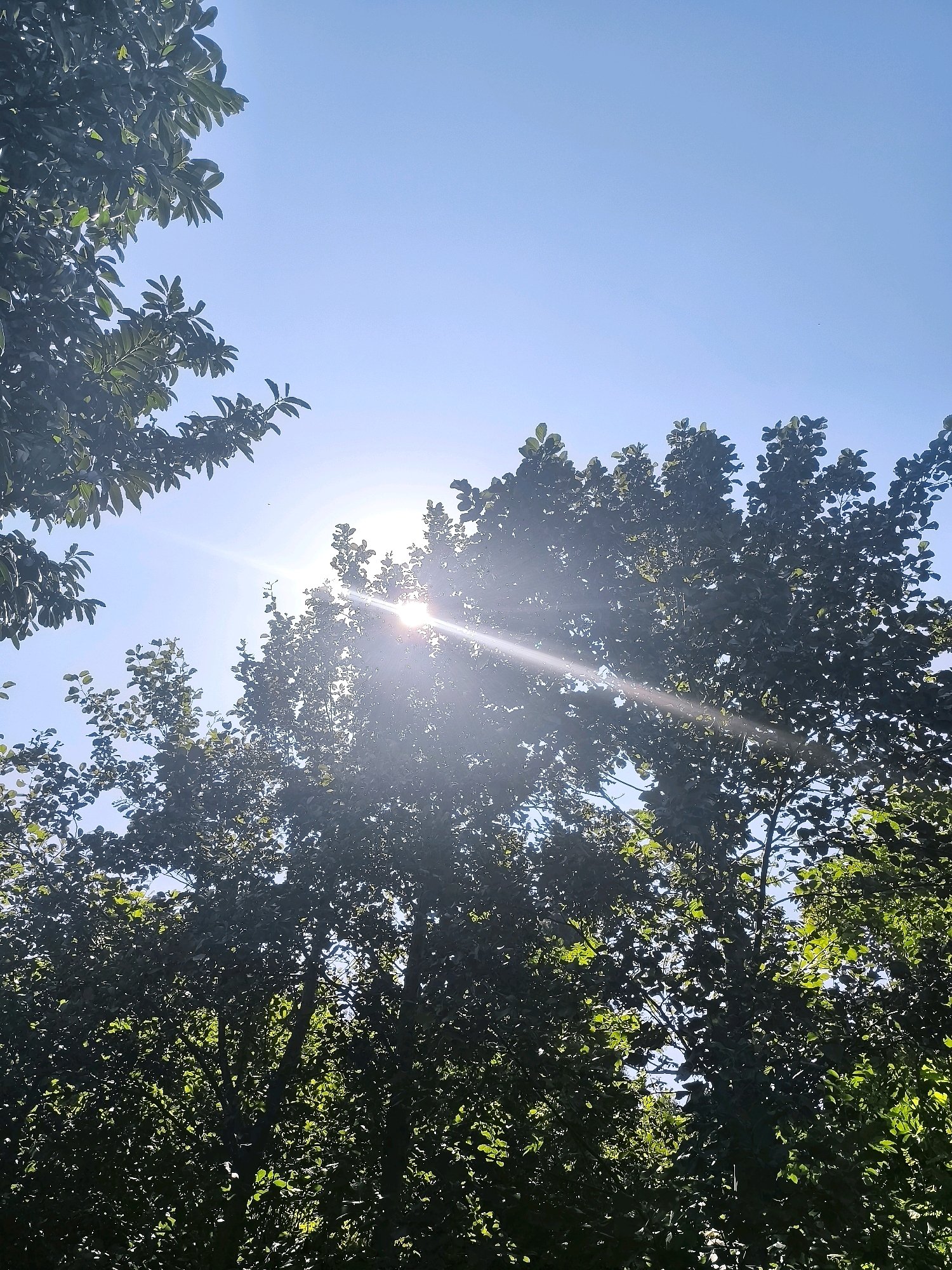 The image shows a canopy of lush green trees against a clear blue sky. The sun is shining brightly through the leaves, creating a lens flare effect that streaks across the frame. Some of the trees appear to be large and mature, with thick branches and dense foliage. The sunlight filters through the leaves, dappling the scene with light and shadow. The overall impression is one of a peaceful and natural setting, possibly a park or a wooded area within the city. It is not possible to determine the specific location within Batumi, Georgia from the image alone.