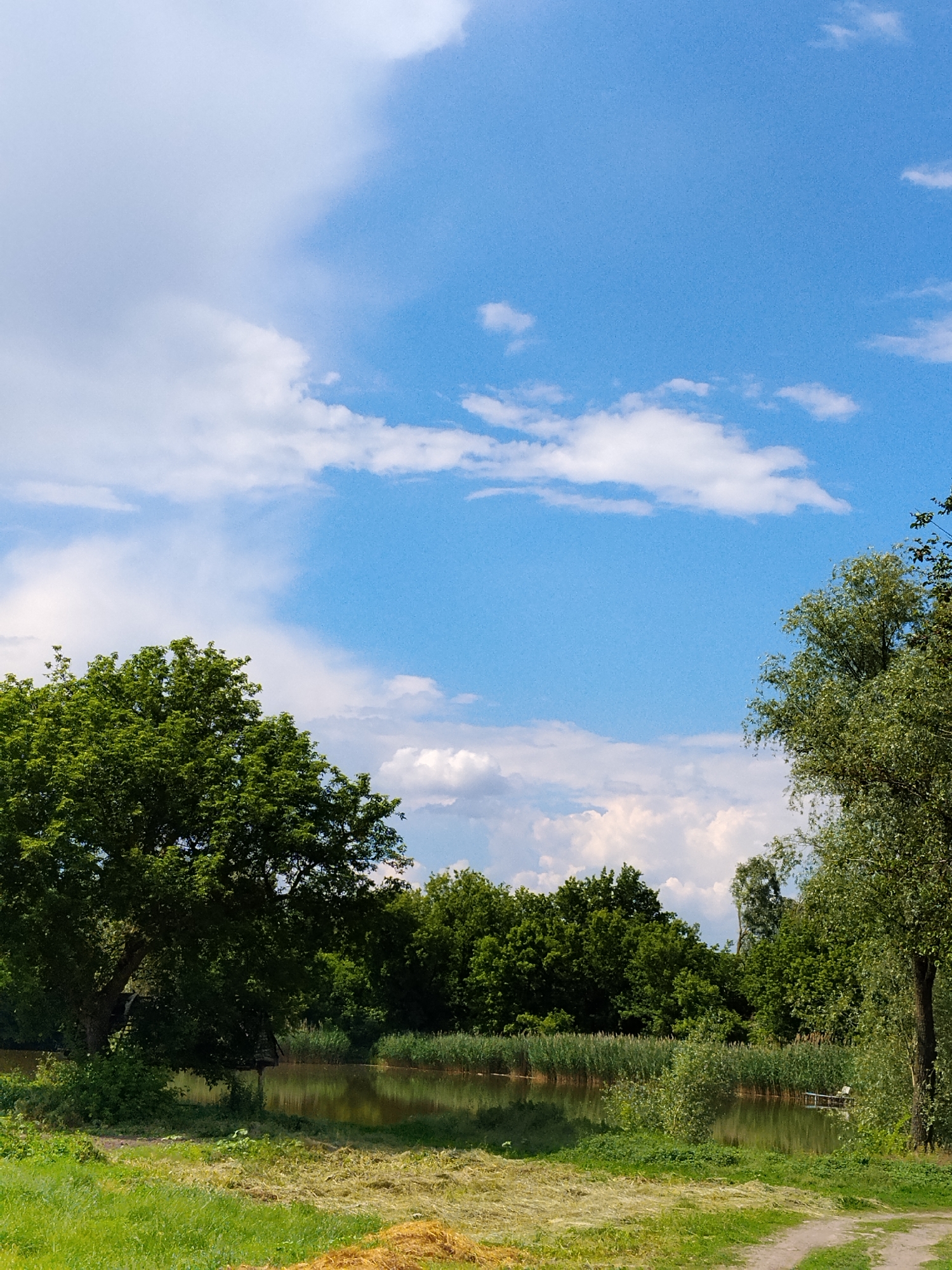 This is a vertical, eye-level, full shot of a serene landscape scene in Dibrivka, Ukraine, on a clear day. The upper half of the image is dominated by a bright blue sky with scattered white, fluffy clouds. The lower half features a tranquil body of water reflecting the sky and surrounded by lush green foliage.
On the left side of the frame, a large, leafy green tree with a thick trunk stands prominently, its branches extending towards the sky. To the right of this tree, a portion of the water is visible, with reeds lining the far bank. A small wooden structure, possibly a shelter or a lookout point, is partially visible within the foliage of the large tree.
The water is calm, with a slight sheen reflecting the surroundings. The far bank of the water is densely populated with various green trees and tall reeds. On the right side of the image, another tall, leafy green tree frames the scene, its branches reaching into the sky.
In the foreground, a grassy area transitions to a path or dirt track, suggesting a natural, undeveloped setting. The grass appears freshly cut in some areas, with some hay or dried grass visible. The overall impression is one of natural beauty and tranquility. There are no people or animals visible in the image.