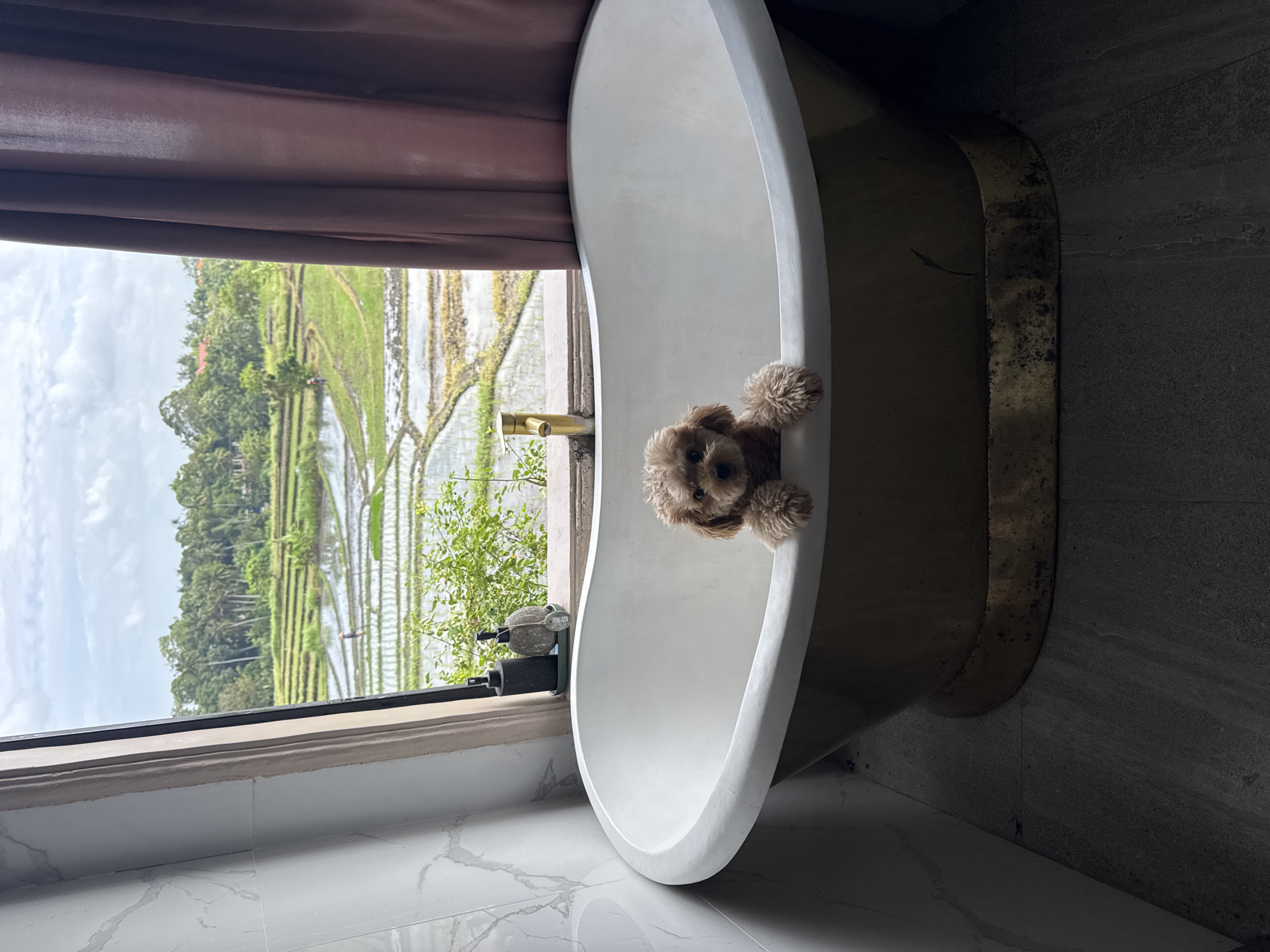 A small, light brown poodle mix dog with curly fur is sitting in a freestanding bathtub with a gold-colored base. The dog is positioned in the foreground, looking directly at the camera with its front paws resting on the rim of the tub. Behind the tub, a large window offers a view of lush green rice terraces in the background, a characteristic of the rural landscape surrounding Mengwi, Indonesia. The sky is overcast with clouds. To the left of the tub, a marble-tiled wall is visible. On the windowsill behind the dog, two dark-colored soap dispensers and a round object are placed. A dark pink curtain hangs on the right side of the window. The floor is tiled with dark grey, stone-like tiles. The scene appears to be set in a bathroom or a room with a view of the natural scenery.