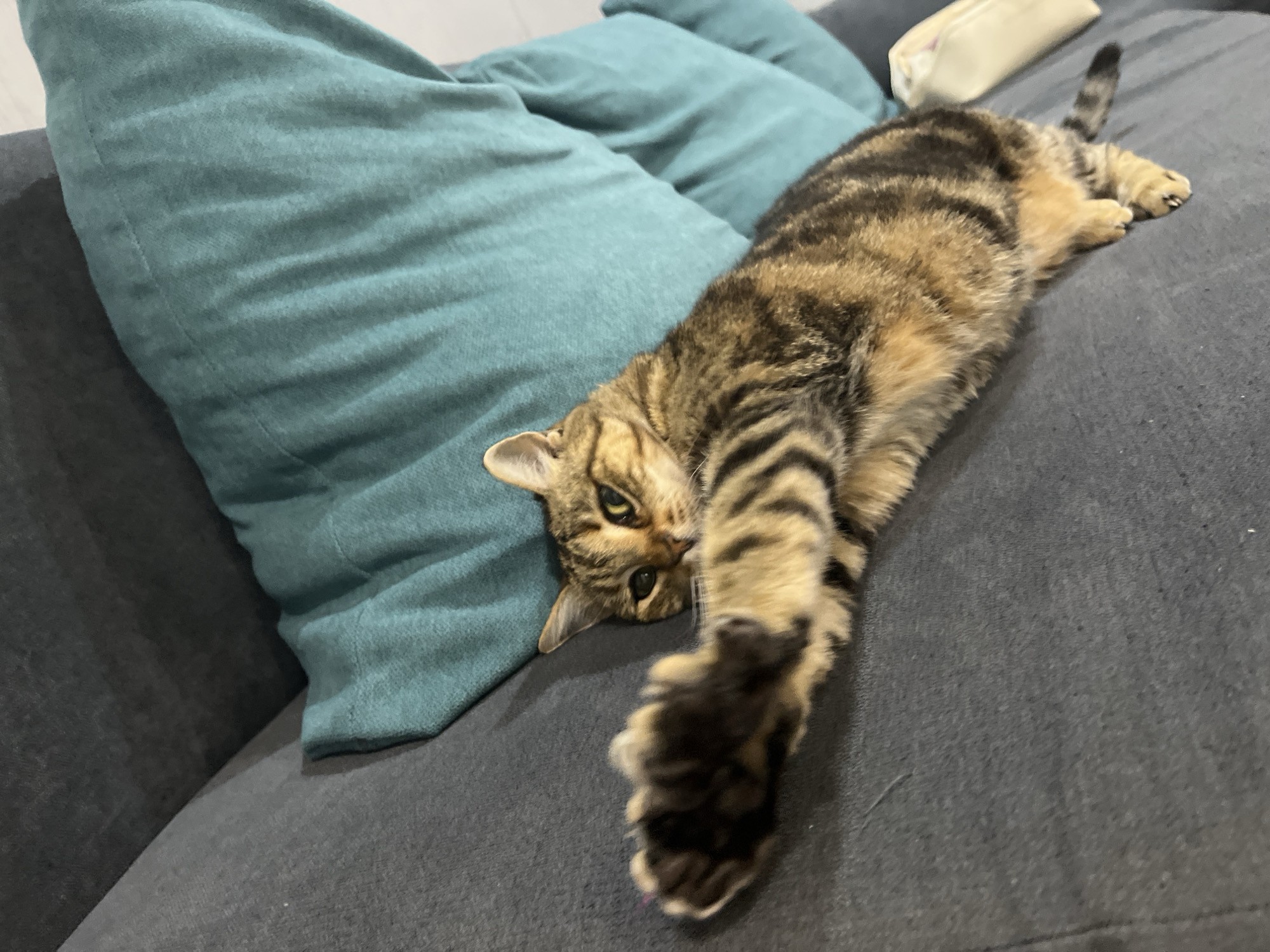 A tabby cat is stretched out on a dark gray sofa, with its front left paw extended towards the camera. The cat has green eyes and distinct black stripes on its brown fur. Behind the cat, a teal-colored cushion is visible, providing a contrasting background. The scene appears to be set in a residential indoor environment, possibly a living room. There is no information available to indicate the location within the city of Ruse, Bulgaria.