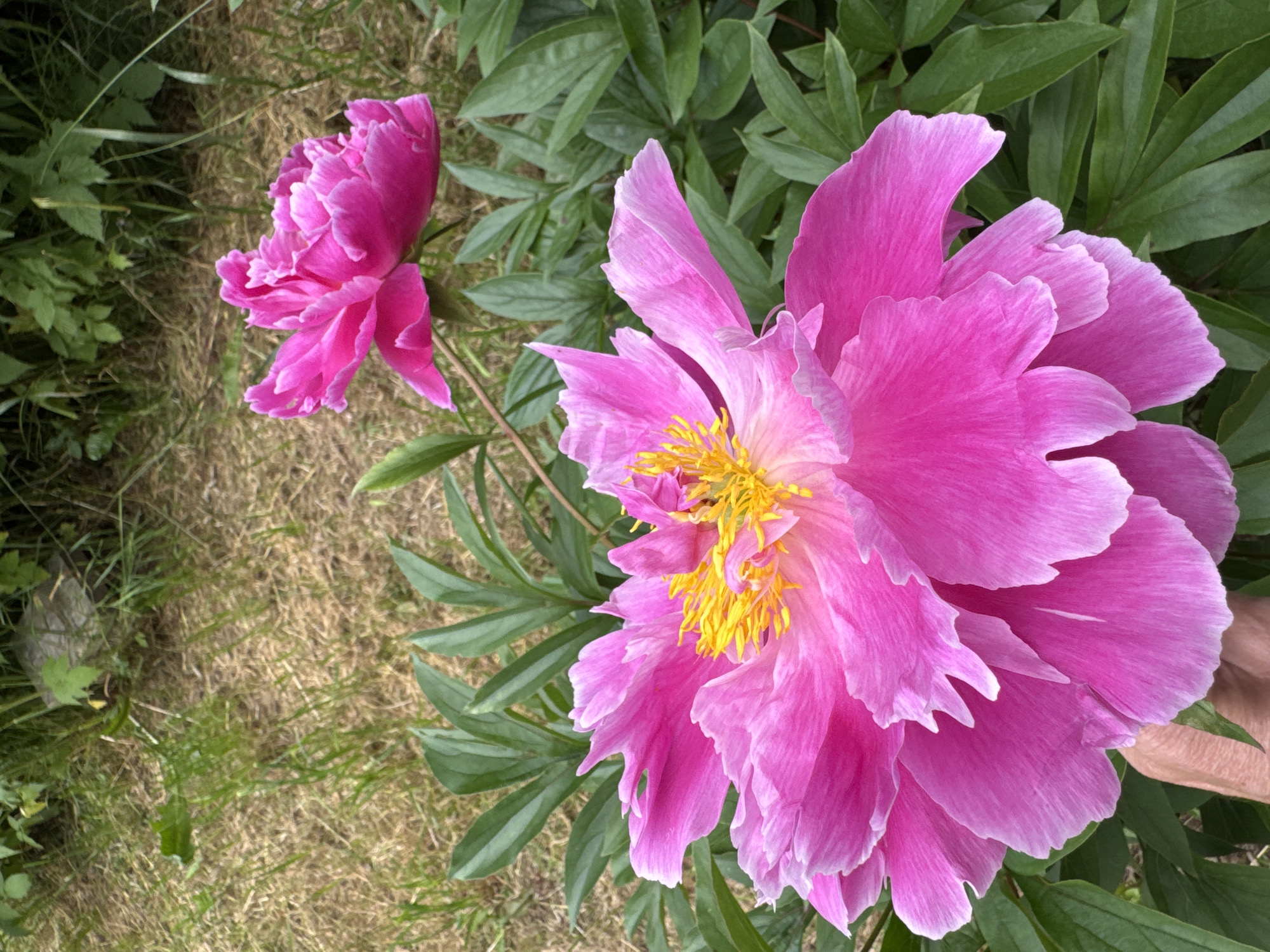 In Steklyannyi, Russia, two large pink peonies bloom in a garden. The foreground is dominated by a fully open peony with delicate, ruffled petals and a vibrant yellow center. Its petals have a lighter, almost white edge. To the upper right, a second, partially open peony is visible, also in a deep pink hue. Lush green leaves surround the flowers. The background consists of dry, golden-brown grass and some taller green foliage, suggesting a natural or slightly untamed outdoor setting. A hand is partially visible in the lower left corner, reaching towards the foreground peony.