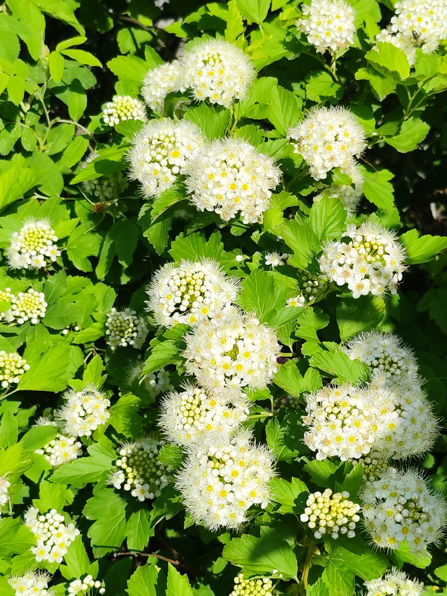 The image presents a vibrant, close-up view of a flowering shrub, likely in full bloom, under bright sunlight in Chaikovsky, Russia. The primary subjects are numerous clusters of small white flowers and their lush green foliage.
Each flower cluster forms a rounded, compact inflorescence, composed of many individual blossoms. The flowers themselves have delicate white petals, often with a prominent yellow-orange center, and are surrounded by numerous fluffy white stamens, giving the clusters a soft, fuzzy appearance. Some clusters are fully open and displaying their bright centers, while others appear as tightly packed, light green-white buds, indicating different stages of bloom.
The shrub's leaves are a vivid, bright green, often with a slightly lobed or serrated edge, creating a dense and verdant backdrop for the white flowers. The lighting is strong and natural, suggesting a clear, sunny day, possibly late morning or early afternoon, with some shadows visible amongst the leaves. Small, dark insects, possibly bees, can be observed on several flower clusters, suggesting active pollination.
The scene conveys a sense of natural beauty and the freshness of spring or summer. There is no visible text in the image.