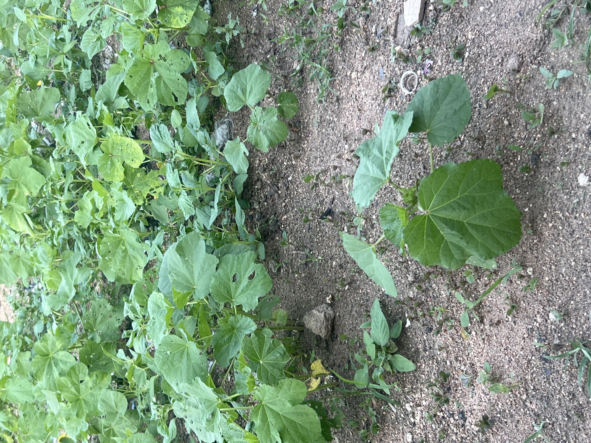 The image displays a patch of overgrown vegetation in Jauro Yinu, Nigeria. The ground is covered in loose, sandy soil with small pebbles and a few scattered bits of debris. Lush green plants dominate the scene, with large, broad leaves and thin stems. Some of the leaves show signs of damage, with holes and yellowing patches, suggesting they are exposed to the elements or possibly insect activity. In the foreground, a single young plant with two prominent, heart-shaped leaves stands out. The overall impression is of an uncultivated or neglected area, possibly a garden or a roadside verge, where plants are growing wild. The lighting suggests it is daytime.