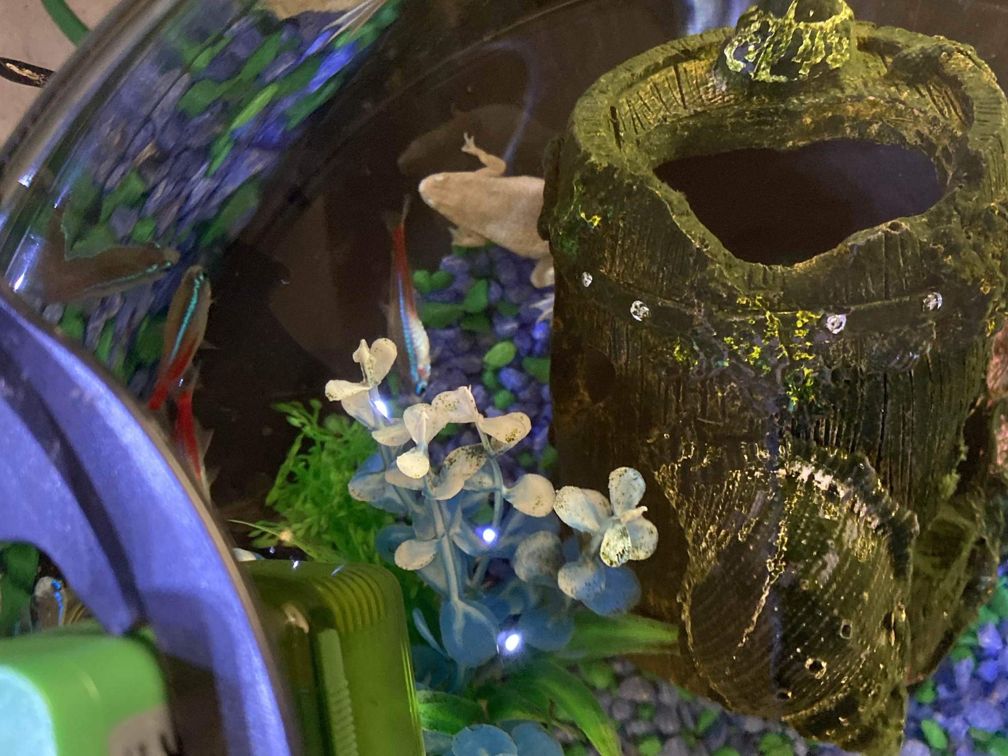 The media file shows an aquarium with several objects and creatures. The primary subjects are fish and a frog. There are at least three small, brightly colored fish, possibly neon tetras, swimming in the water. A light-colored frog is visible resting on the gravelly bottom of the tank.
The setting is an aquarium, evidenced by the clear glass walls and aquatic environment. The substrate is composed of dark gravel, interspersed with brightly colored blue and green pebbles. Artificial plants, with blue and white foliage, add to the decorative elements of the aquarium. A prominent object in the foreground is a dark, textured, hollow decoration resembling a hollow log or tree stump, covered in what appears to be mossy detailing. Small, clear, diamond-like embellishments are visible on the surface of this decoration.
There is no discernible activity or event taking place beyond the natural behavior of the fish and frog within their habitat. The lighting appears to be artificial, typical of an aquarium setup, and there are small blue lights integrated into the artificial plants, possibly for aesthetic effect. The time of day and weather are not inferable from the image. No text is visible in the media file. The overall impression is a well-decorated and inhabited aquarium.