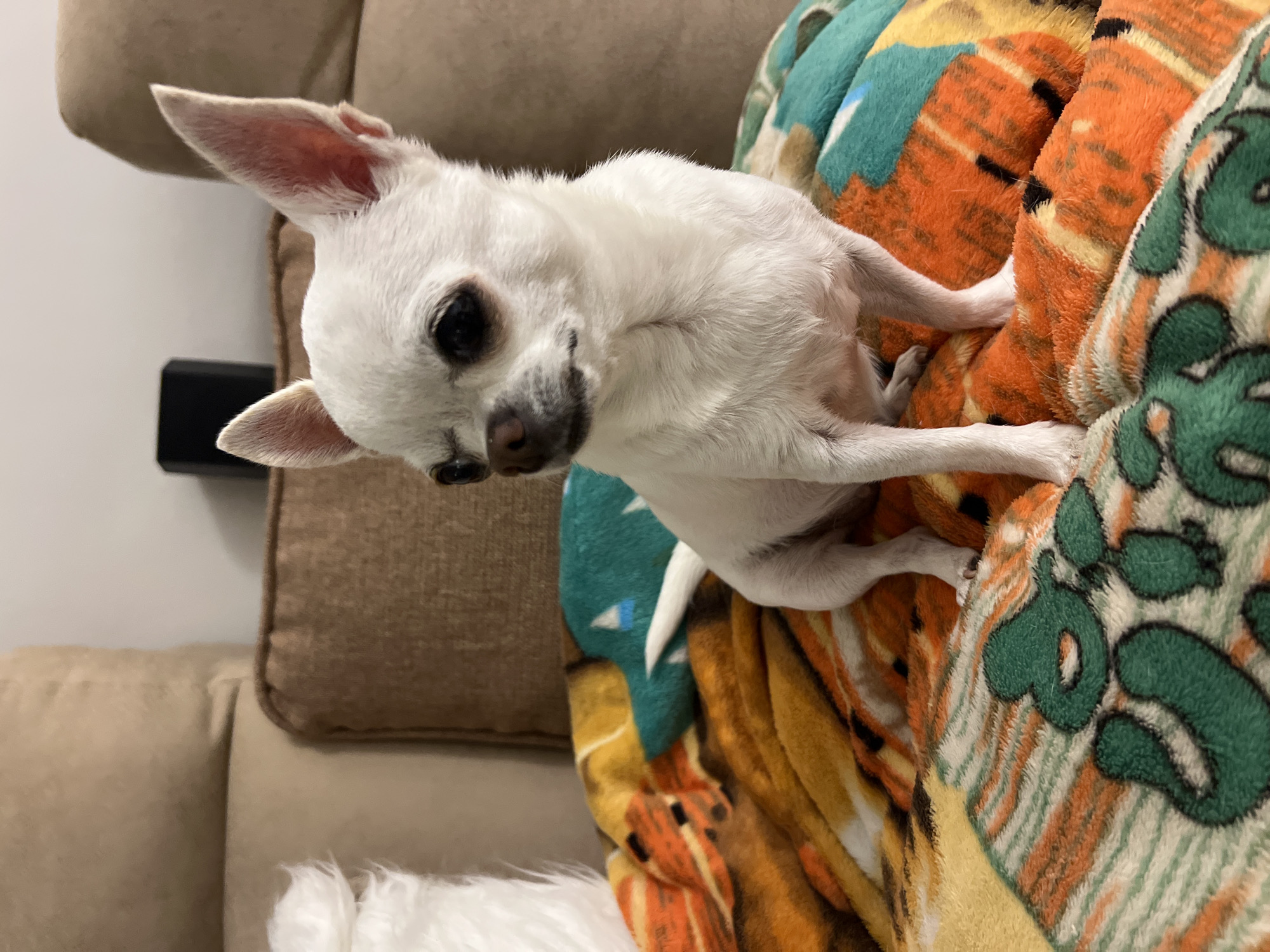 A small, white chihuahua dog is nestled on a colorful, patterned blanket. The blanket features a vibrant mix of orange, teal, and cream colors with abstract shapes and possibly animal motifs. The dog is primarily white with a slightly darker muzzle and dark eyes. Its ears are large and pointed, and one is flopped slightly. The dog's body is partially visible, with its paws tucked underneath it as it rests.
The dog appears to be on a couch, indicated by the soft, tan upholstery visible in the background and to the left of the image. The setting suggests an indoor environment, likely a living room or lounge area. The lighting appears to be artificial and warm, implying it could be evening or a dimly lit interior. The overall mood conveyed by the image is one of comfort and relaxation, with the dog appearing content and cozy on the soft blanket. There is no visible text in the image. The image was taken in Sharm El Sheikh, Egypt.