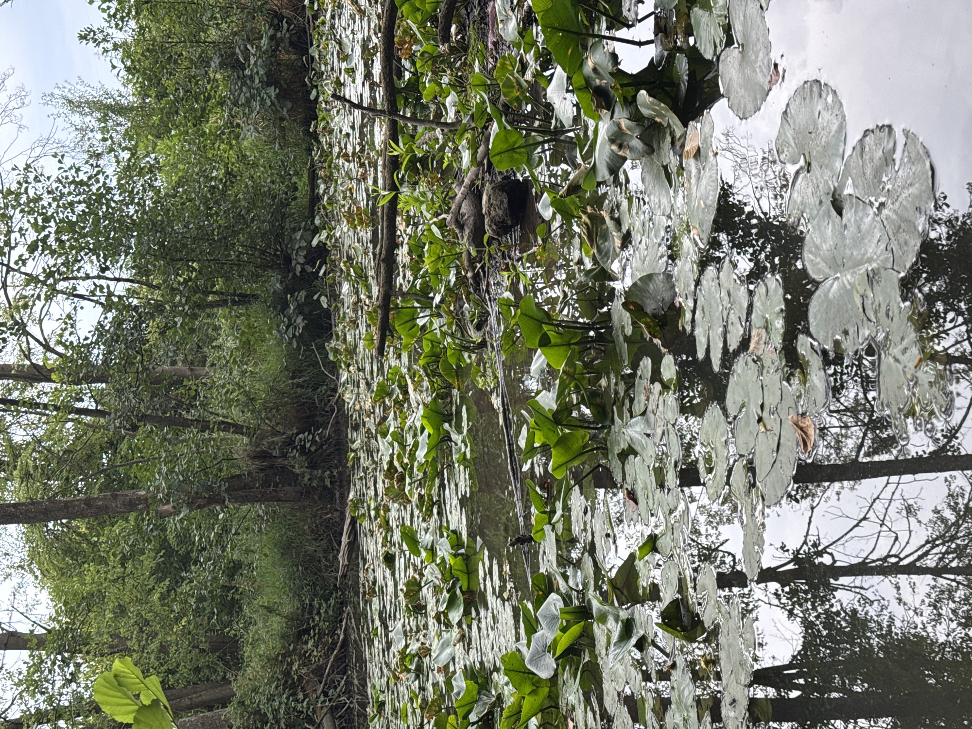 The image depicts a tranquil, overgrown pond filled with lily pads and emergent aquatic plants. The water reflects the surrounding dense green foliage and trees, creating a dappled, serene atmosphere. Several fallen branches lie partially submerged or rest on the lily pads. The background is a thick wall of green trees, suggesting a natural, possibly wild, environment. The lighting is soft, indicating an overcast or shaded day. There are no people or animals visible in the image. The location is specified as Lenting, Germany.