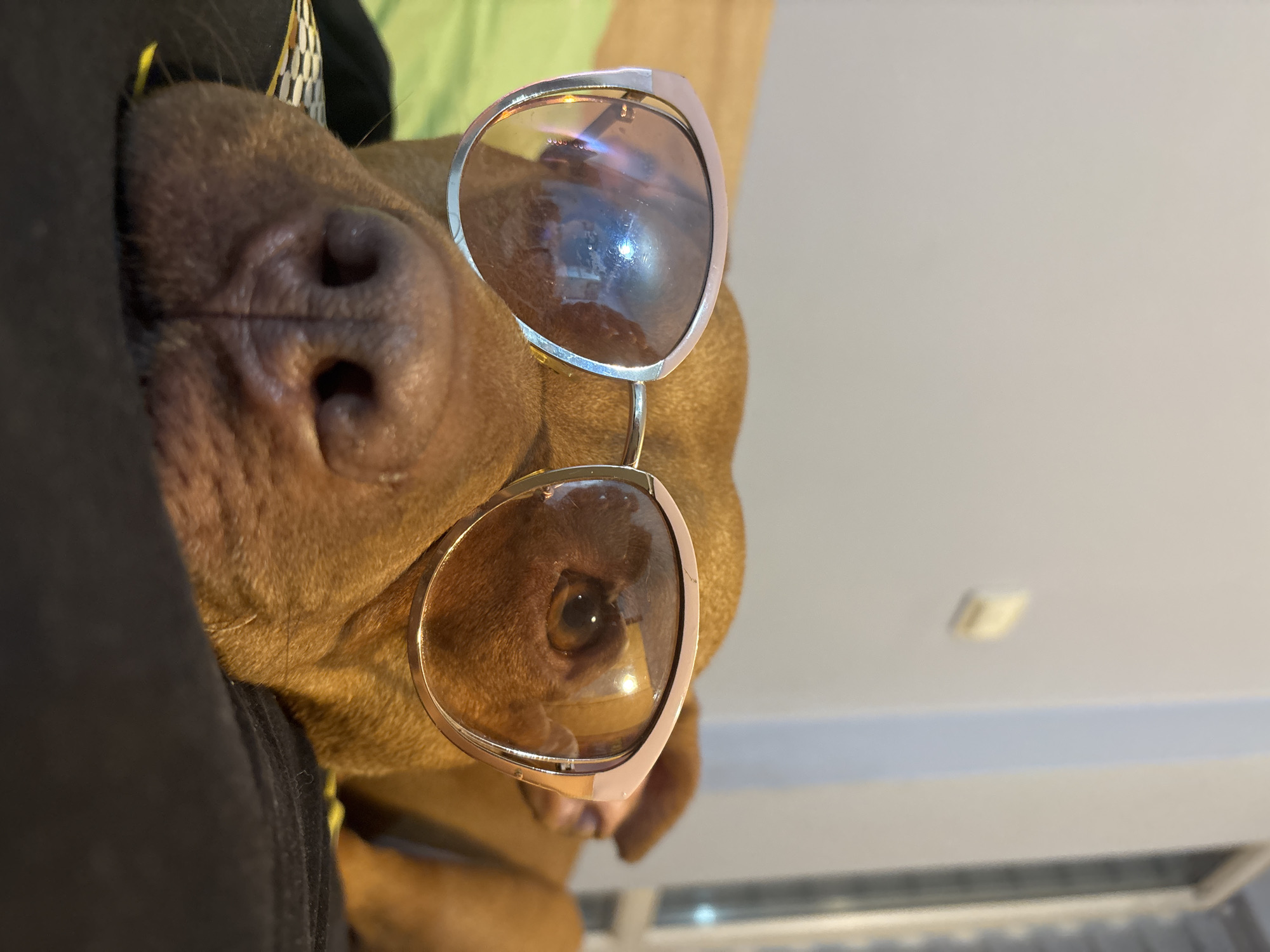 A close-up, slightly rotated, indoor shot depicts a brown dog wearing rose-gold framed sunglasses. The dog's nose is prominently visible in the lower left, while its eye is reflected in one lens of the sunglasses. A black garment is visible to the left of the dog's face. The background consists of a light green surface and a white wall. The location in Sofia, Bulgaria cannot be determined from the visual information provided.