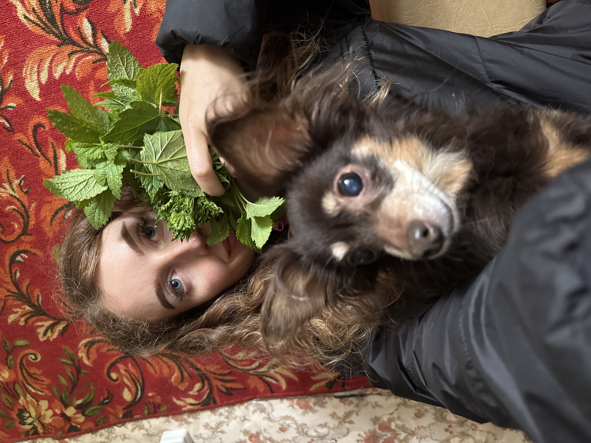 This close-up image, taken in Maksimovo, Russia, features a young woman and a small dog resting together. The woman's face is partially visible, oriented upside down to the viewer, showcasing her blue eyes and light brown, wavy hair. She is wearing a black puffy jacket and holds a large bunch of fresh green leafy herbs, resembling mint or lemon balm, near her face.
Beside her, a small, long-haired dog, likely a toy breed such as a Chihuahua, with dark brown, black, and tan fur, looks directly towards the camera. The dog's face is prominently featured in the foreground.
They are lying on a richly patterned surface, dominated by a red, gold, and green floral or paisley-patterned rug or fabric. A lighter, cream-colored patterned fabric is also visible in the background, along with a plain light brown or beige surface, possibly upholstery.
The image captures a relaxed and intimate moment between the woman and her pet indoors, suggesting a casual setting, possibly a home. Both subjects appear calm; the woman's expression is neutral, and the dog exhibits a curious gaze. No visible text is present in the image.
