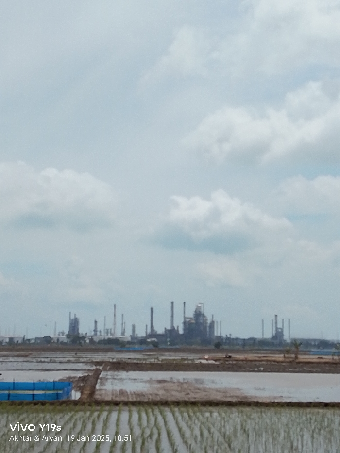 The image presents a landscape view, likely in Balongan, Indonesia, showcasing a stark contrast between agricultural land in the foreground and a distant industrial complex under an overcast sky.
In the immediate foreground, a wide, flooded rice paddy field stretches across the bottom of the frame. Young, light green rice shoots are visible in rows, partially submerged in the reflective water, suggesting recent planting or early growth. A narrow, dark path or raised strip of land traverses the paddy. To the left, a patch of bright blue material, possibly a tarp or netting, is visible within the flooded area.
The midground appears as a flat, open expanse of darker earth, separating the active rice fields from the industrial structures beyond.
On the distant horizon, a large industrial facility dominates, characterized by numerous tall smokestacks, cylindrical towers, intricate pipework, and various dark, imposing structures. This complex strongly resembles an oil refinery or a chemical plant, with its many vertical and horizontal elements silhouetted against the sky.
The sky occupies a significant portion of the upper frame, featuring a light blue hue with scattered, soft white cumulus clouds, indicating an overcast but bright daytime. No people are discernibly visible in the scene.
A timestamp and device information are visible in the bottom left corner of the image, stating "vivo Y19s", "Akhtar & Arvan", and "19 Jan 2025, 10:51". The scene captures a typical view where traditional agriculture meets modern industrial development.