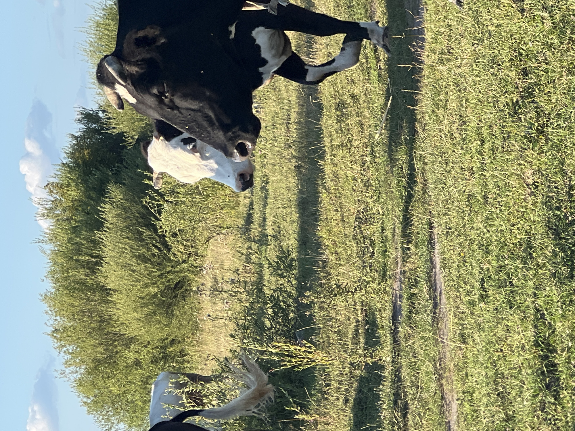 The image shows two cows in a grassy field on a sunny day. The cow in the foreground is black and white and is facing the camera. Its head is turned to the side, and it appears to be looking directly at the viewer. The cow's body is mostly visible, and it is standing with its legs spread apart. The second cow is partially visible in the background and is white with some black markings. It is facing away from the camera. The field is covered in green grass, with some trees and bushes in the background. The sky is blue with a few white clouds. The overall impression is one of a peaceful rural scene. The image appears to have been taken in the afternoon, as indicated by the long shadows cast by the cows and the trees. The location is likely a farm or a pasture in Sobishchytsi, Ukraine. There is no visible text in the image.