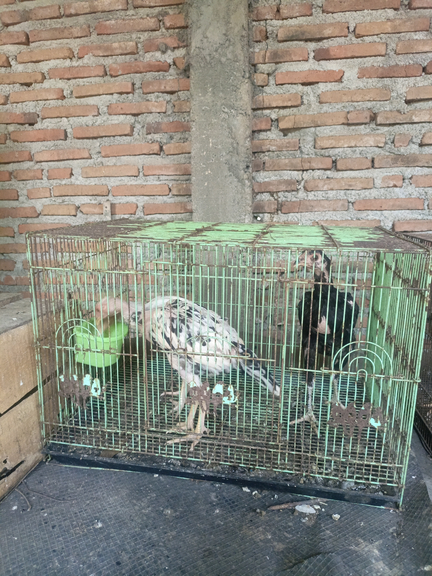 In Condong, Indonesia, two chickens are contained within a weathered, green metal cage. The cage is positioned on a dark, textured surface, possibly a floor or ground cover, which is littered with debris. Behind the cage, a wall constructed of red bricks is visible, with a gray concrete column running vertically along its center. The chicken on the left has black and white plumage and is drinking from a green plastic feeder. The chicken on the right is predominantly black with some white markings and stands facing forward, observing its surroundings. The overall environment suggests an outdoor or semi-outdoor enclosure.