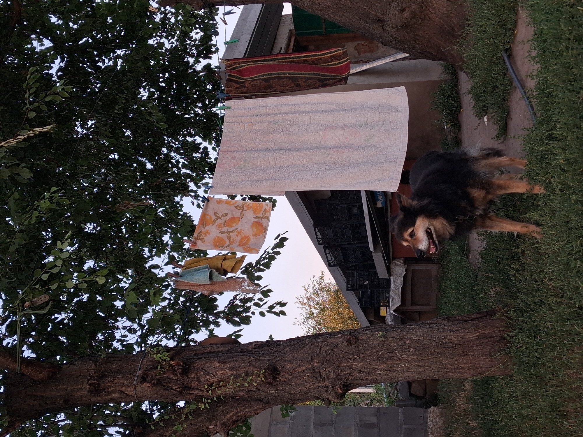 A medium-sized, mixed-breed dog with black and tan fur stands on a patch of green grass in the foreground. The dog is facing to the right, with its mouth open and tongue visible. In the background, laundry hangs on a clothesline strung between two trees. The laundry includes a white towel with a patterned texture, a striped towel with red, yellow, and black stripes, and a smaller towel with an orange floral pattern. Behind the clothesline, a rustic building with a dark roof and a green door is visible. To the left of the building, there are stacks of black crates. The scene is set outdoors, under the canopy of a large tree with a rough, textured bark. The overall impression is one of a rural or semi-rural setting. The provided metadata indicates the location is Horodyshche-Kosivske, Ukraine.