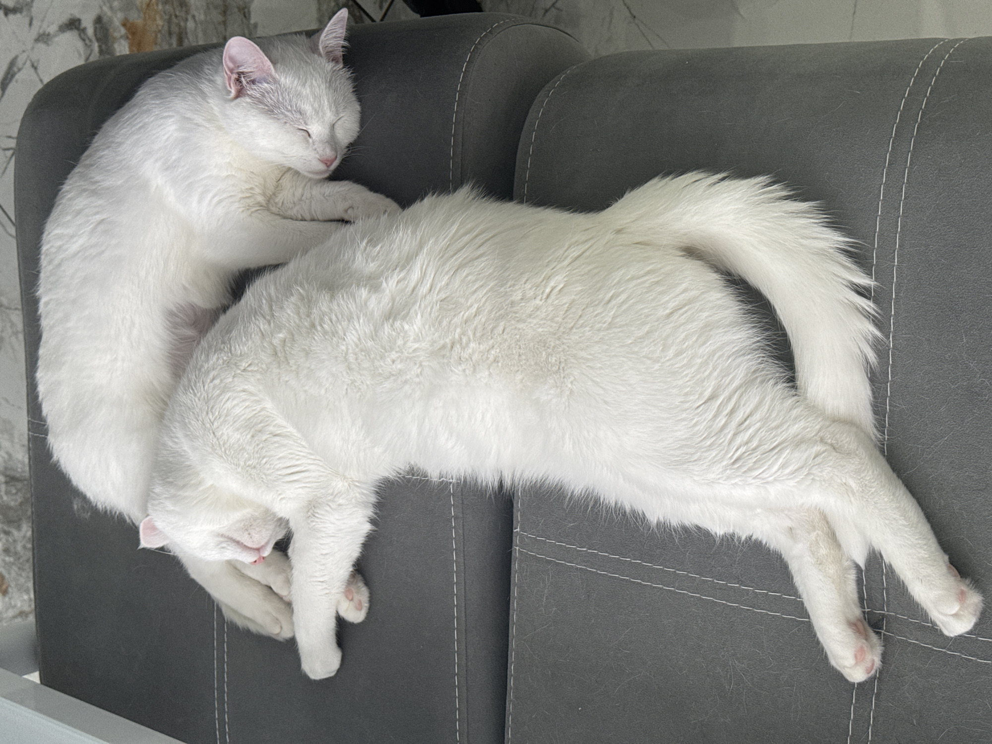 Two white cats are lying asleep on a gray upholstered couch. One cat is curled up on the top left of the frame, resting its head on the couch. The other cat is stretched out across the length of the couch, with its tail extended and paws visible at the bottom right. The environment appears to be an indoor living space. The location is Burgas, Bulgaria.