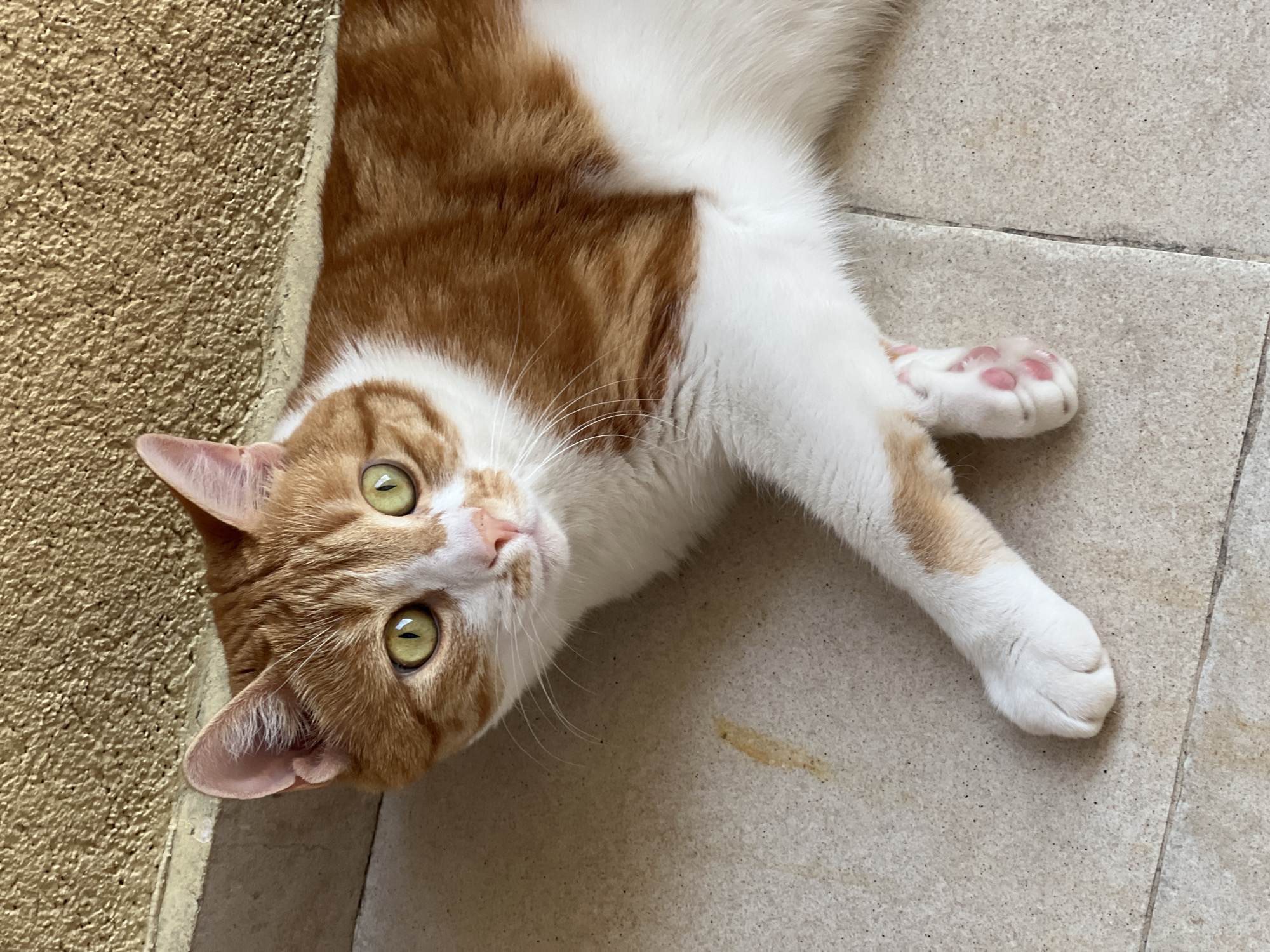 An orange and white cat lies on a light-colored, tiled floor. The cat is facing the viewer with its head tilted slightly to the left. It has bright green eyes, a pink nose, and white whiskers. The cat's fur is a mix of orange and white, with distinct orange tabby markings on its head and body. One of its front paws is extended towards the viewer, with visible pink paw pads. The background consists of a textured, light brown wall. The scene appears to be outdoors, possibly on a patio or balcony, in the city of Bar, Montenegro.