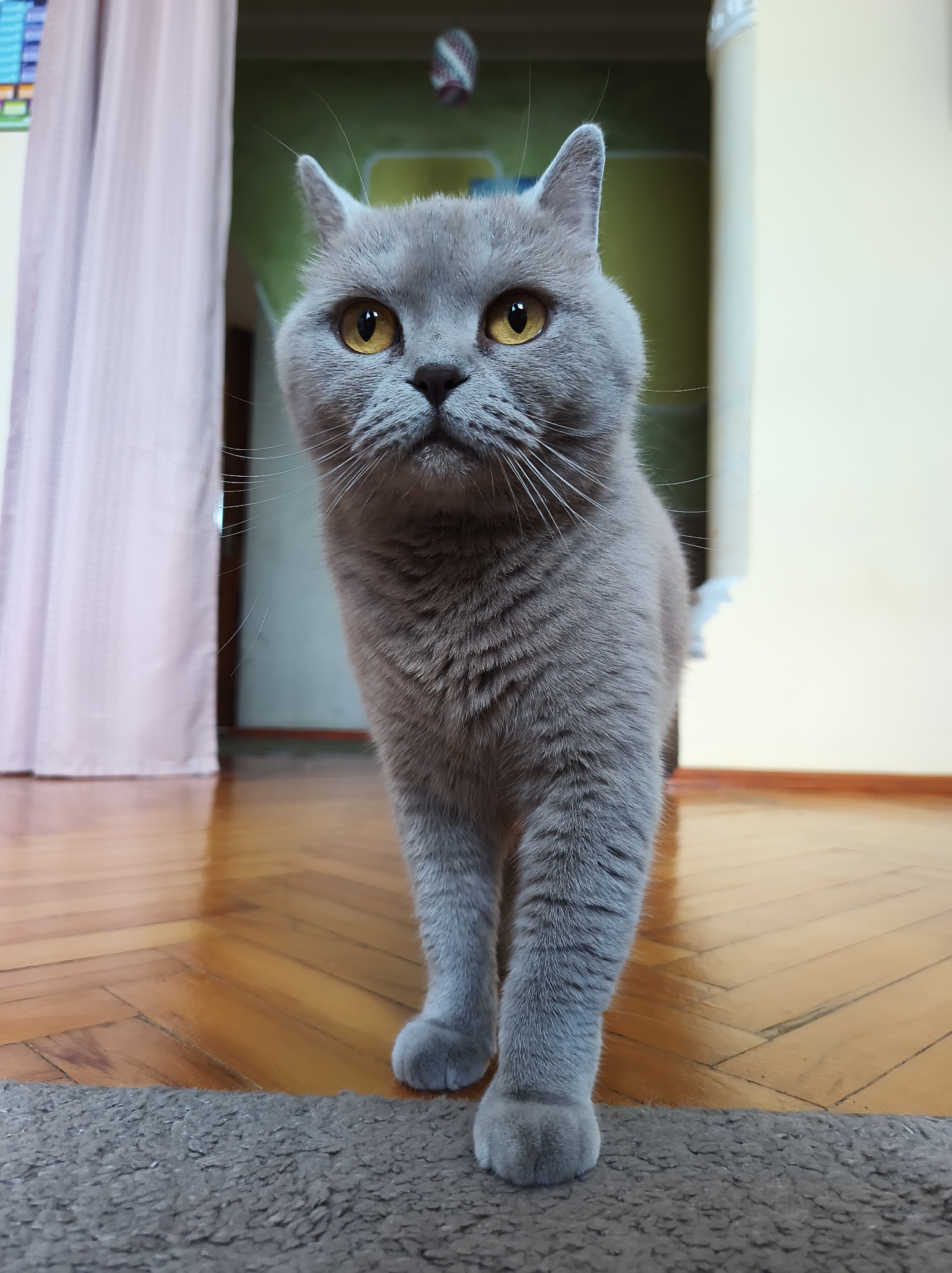 This media file features a close-up, eye-level shot of a British Shorthair cat with gray fur and amber eyes. The cat is standing on a dark gray rug in the foreground, with its front paws positioned over the edge of the rug, onto a polished wooden floor. The cat is facing the camera directly, with its head tilted slightly. Its whiskers are prominent, and its ears are perked.
The background shows an indoor setting. To the left, a pale pink curtain is visible, partially obscuring a doorway. To the right, a wall painted a pale yellow is prominent. Further back, a portion of a wall with a green pattern can be seen, and a colorful object, possibly a toy, hangs from the ceiling. The wooden floor has a distinctive parquet pattern and reflects the ambient light. The lighting suggests it is daytime indoors. The overall impression is one of a domestic environment. There is no visible text in the media file. The cat's expression is neutral and curious. The location context is Ternopil, Ukraine.