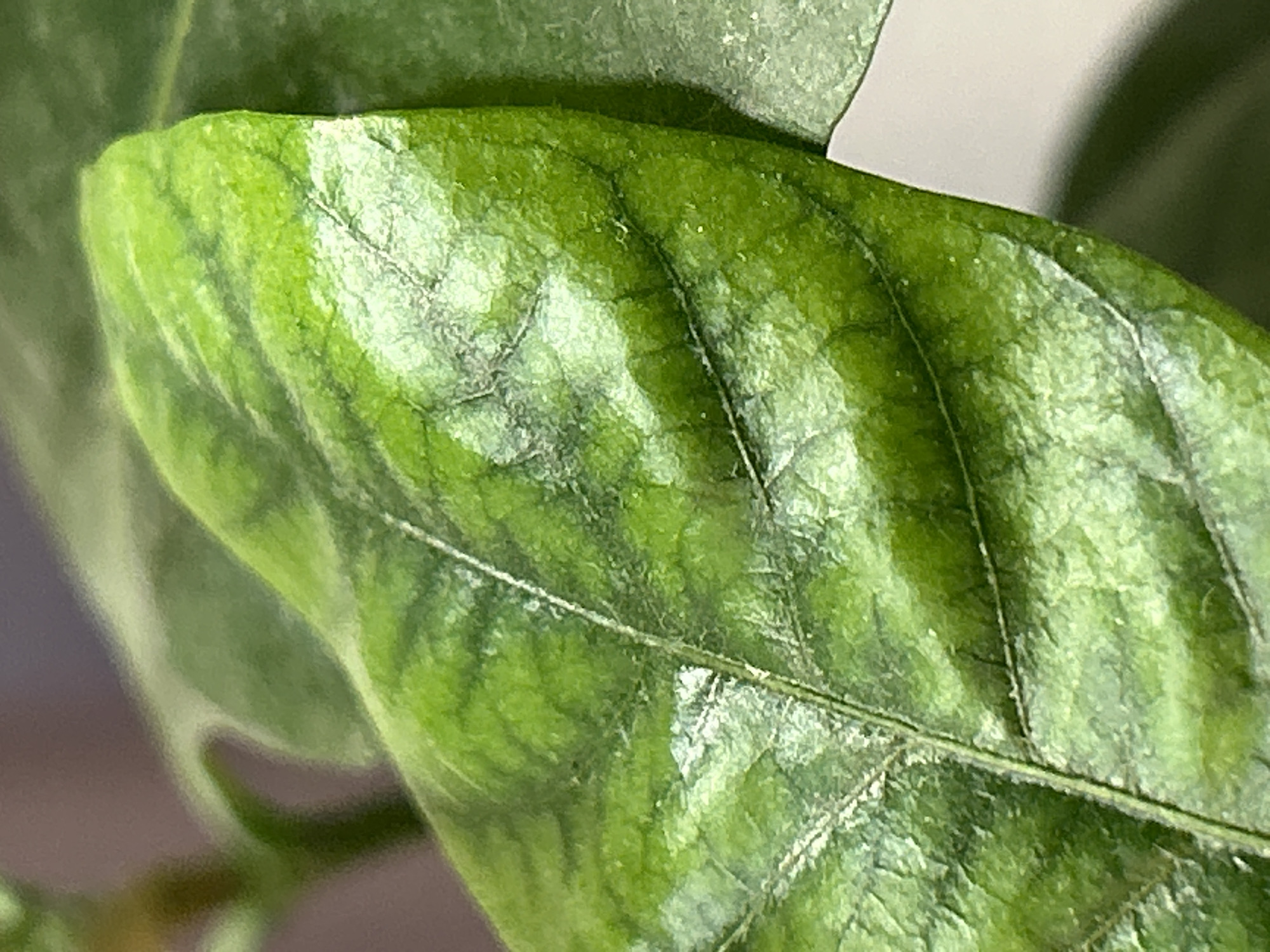 A close-up photograph shows a green leaf with prominent veins. The leaf displays a pattern of lighter and darker green shades, giving it a textured appearance. Another leaf is partially visible in the background. The location, Узюково, Russia, is irrelevant to the content of the image.