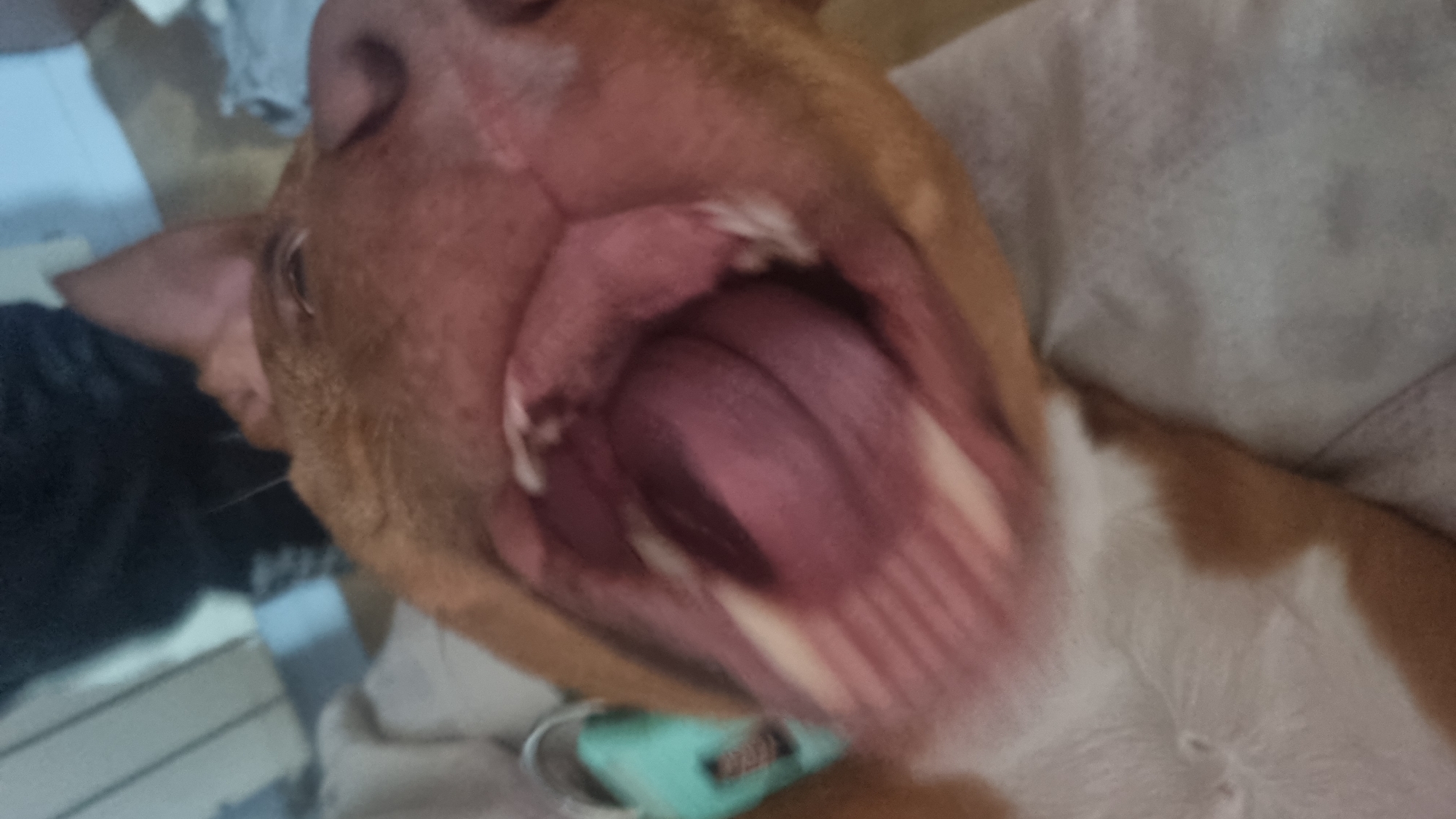A close-up image depicts a brown and white dog lying on its back with its mouth wide open, revealing its tongue and teeth. A blue and black collar is visible around the dog's neck. The background is out of focus, showing bedding and furniture.