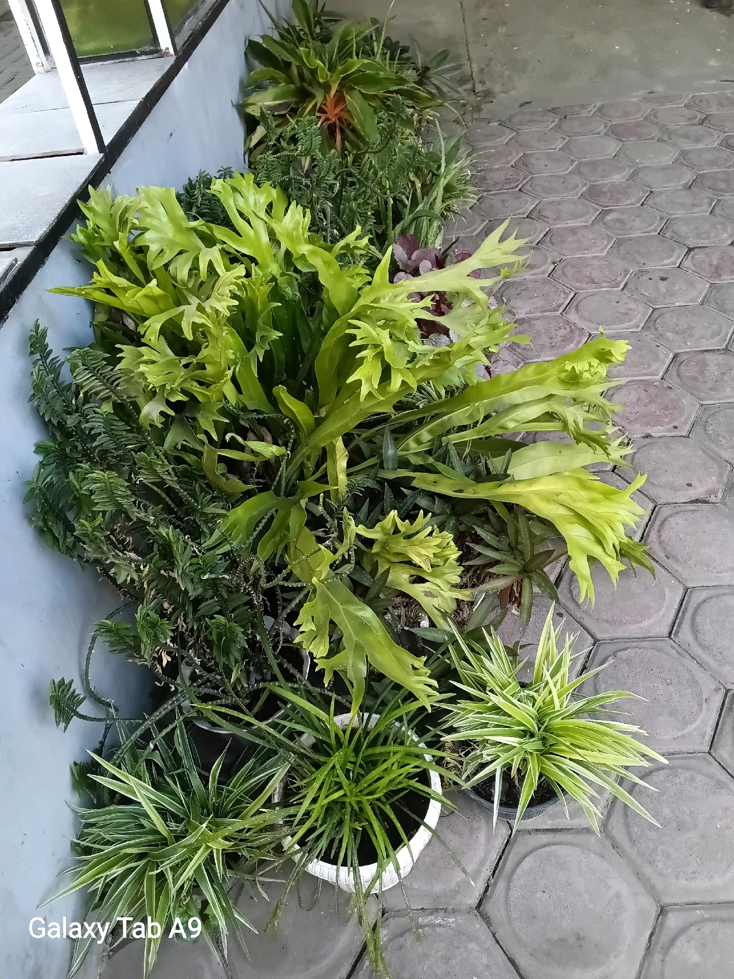 A collection of potted plants sits along a light blue wall and hexagonal-patterned paving stones. The plants vary in type and size. A large, leafy fern with vibrant green, wavy fronds dominates the center of the arrangement. To its left are smaller, bushy green plants, some with thin, needle-like leaves and others with more delicate foliage. To the right and in the foreground, two smaller spider plants with striped green and white leaves are visible in black and white pots, respectively. Behind the fern, a plant with reddish-purple leaves can be seen. The paving stones are a neutral gray color and are arranged in a regular hexagonal pattern. The overall scene suggests an outdoor setting, likely a patio or garden area. The watermarks "Galaxy Tab A9" are present in the lower left corner of the image.