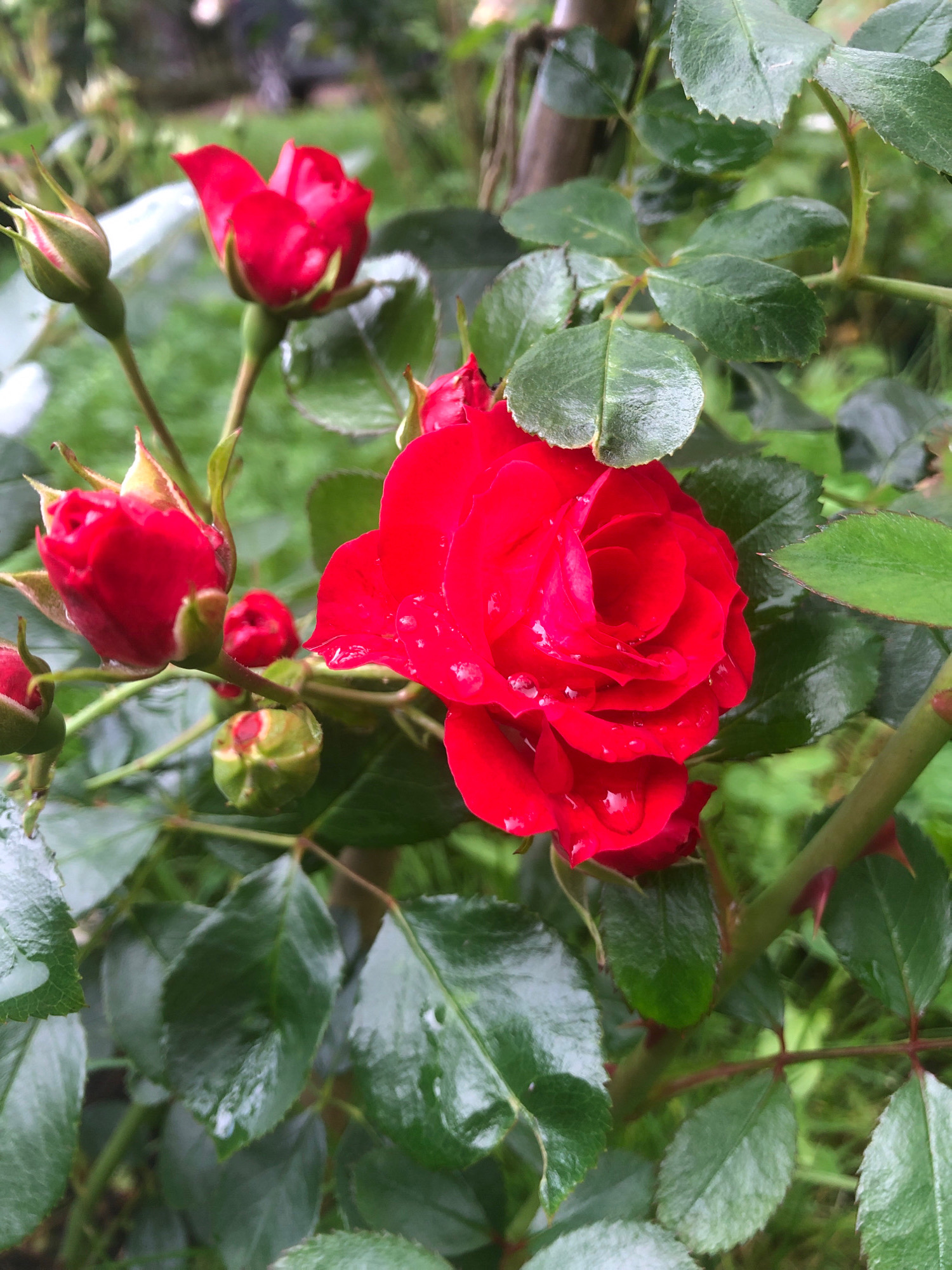 Memory