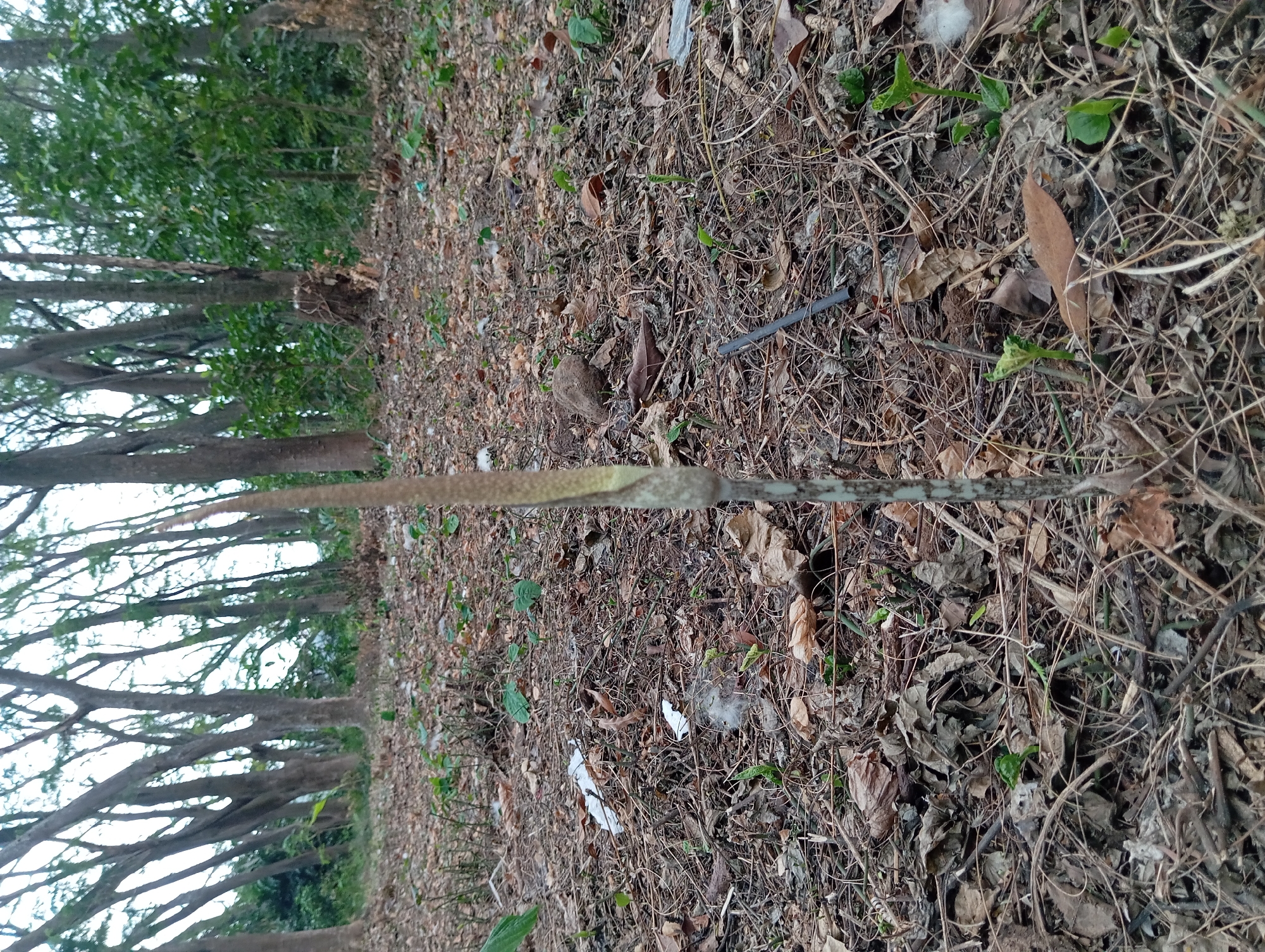 In a forest clearing in Sumber Suko, Indonesia, a single, unbloomed flower stands erect on the forest floor, surrounded by fallen leaves, twigs, and scattered bits of white litter. The flower, a pale green, elongated bud, emerges from the dry ground. In the background, the trunks of numerous trees stretch upwards, their branches forming a dense canopy against an overcast sky. The ground is carpeted with a thick layer of decaying leaves and twigs, with sparse green shoots of new growth pushing through the detritus. A dark, slender object, possibly a twig or a discarded piece of plastic, lies horizontally on the ground near the flower.