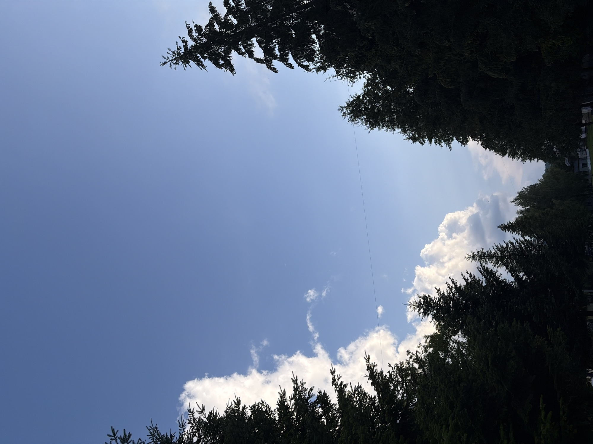 The image shows a clear blue sky with some fluffy white clouds. Silhouetted against the sky are tall, dark green evergreen trees. The trees are densely packed and appear to be of various heights, forming a natural border. A thin, dark horizontal line, likely a power line, is visible stretching across the middle of the frame. The lower part of the image is mostly obscured by the dense foliage of the trees, but suggests a natural or park-like setting.