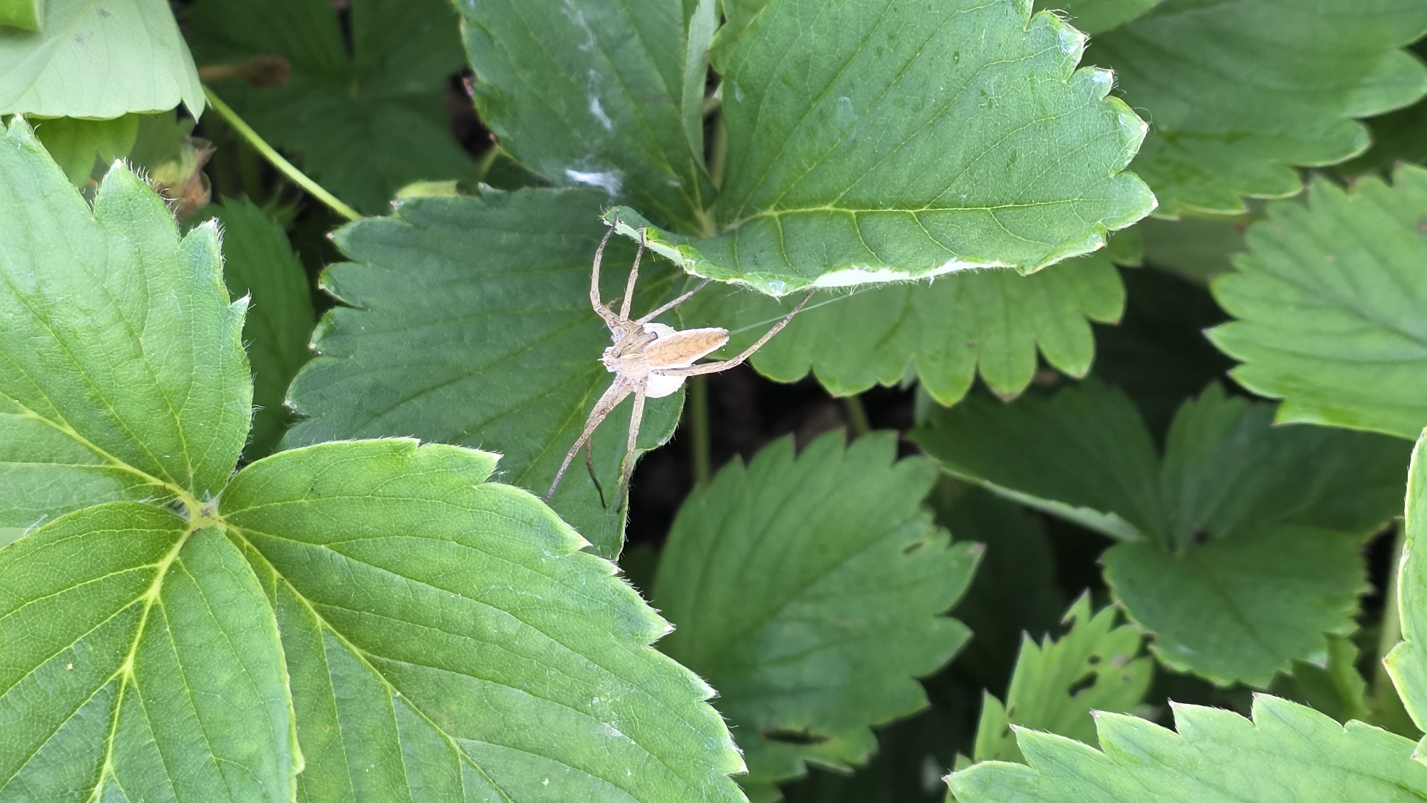 A close-up, overhead shot shows a tan spider with a swollen abdomen clinging to the edge of a green strawberry leaf. The spider is positioned in the center-right of the frame, with its legs spread out against the leaf. Behind the spider, a white, egg-like sac is visible. Several other vibrant green strawberry leaves fill the frame, some overlapping and out of focus. The background is dark and indistinct.
