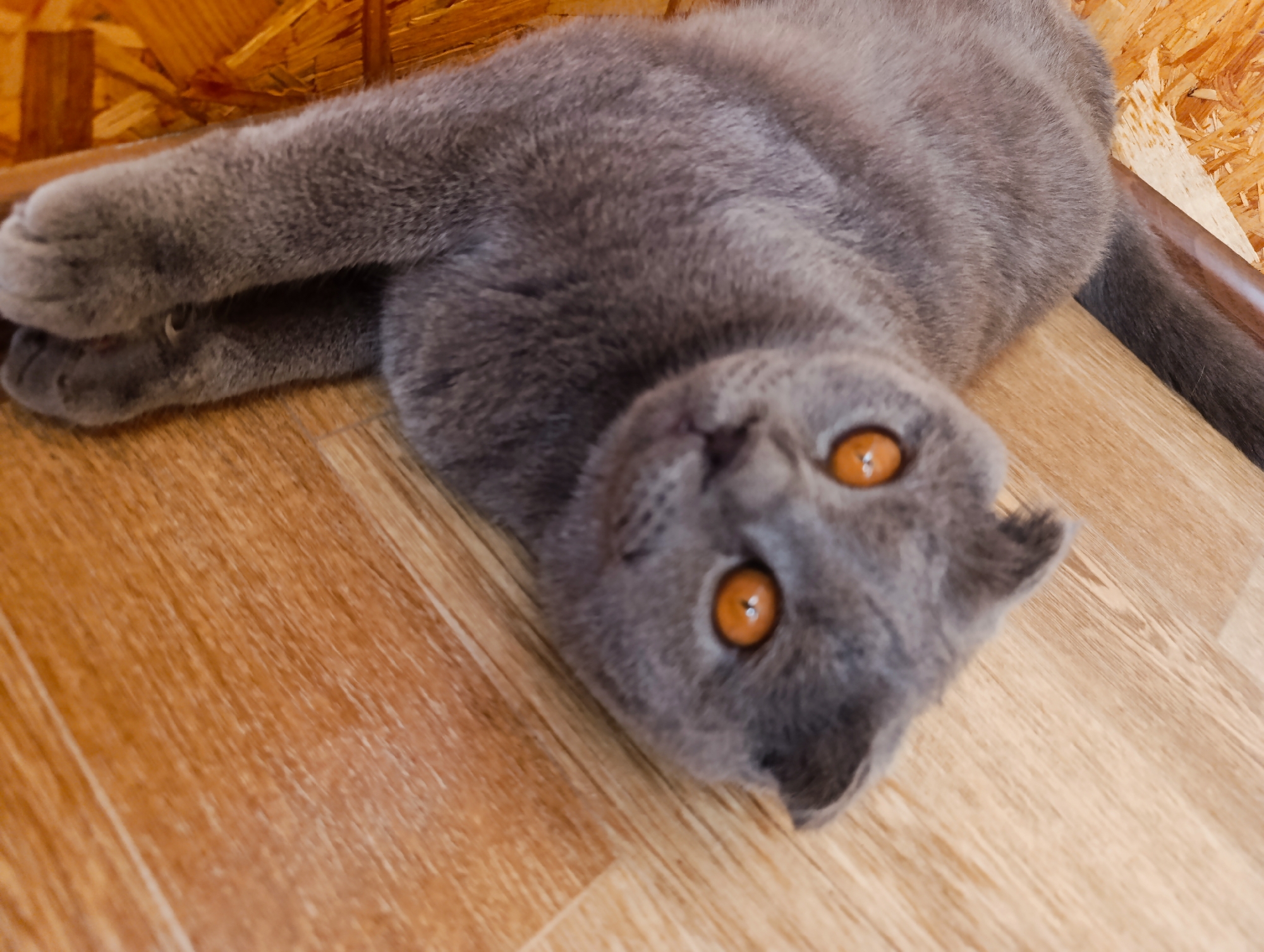 A grey cat with orange eyes lies on its back on a wooden floor. The cat's paws are crossed over its chest. The background consists of a wooden wall. The scene is indoors. There is no indication of the city of Zlatopil, Ukraine.