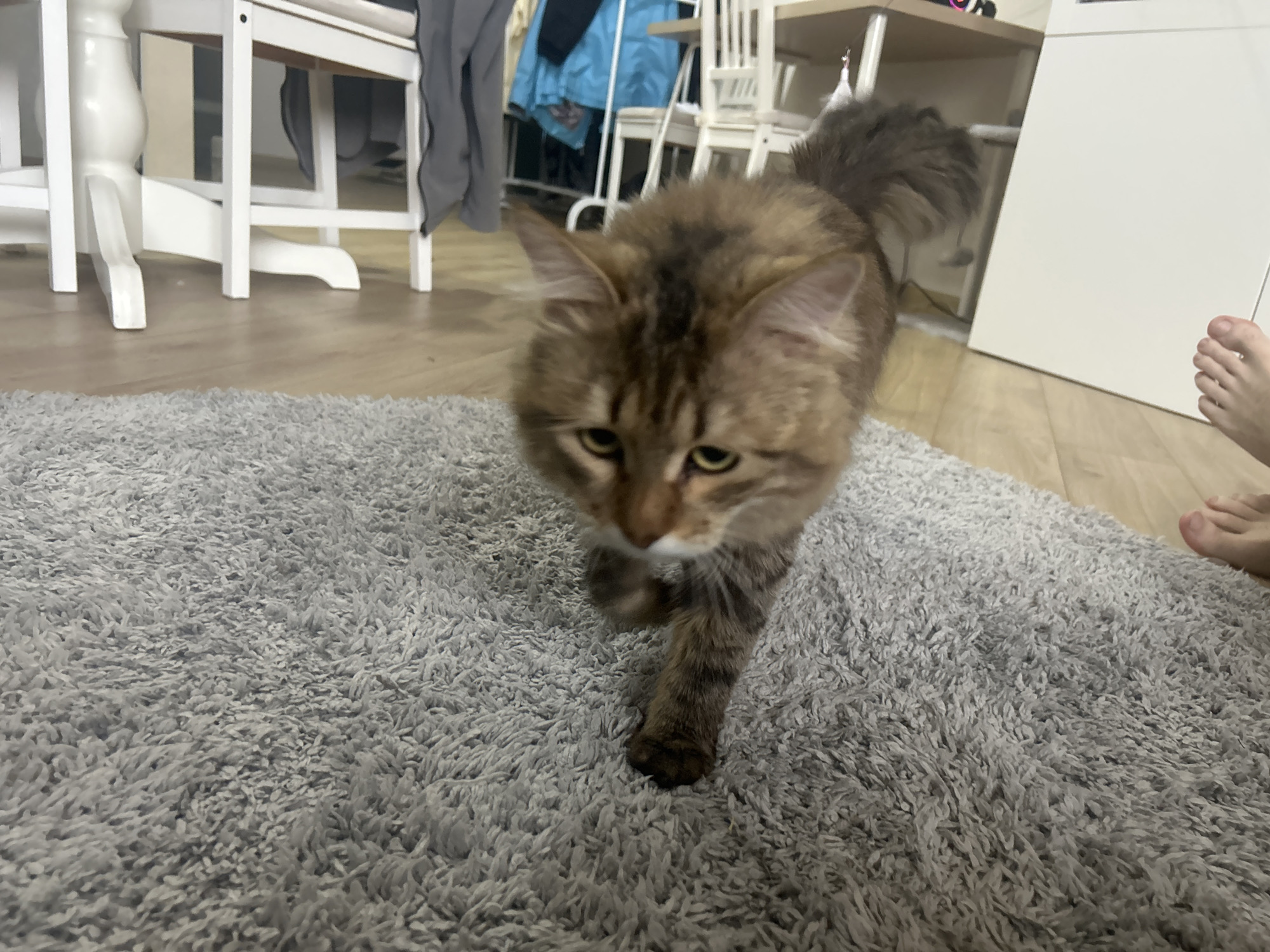 A tan and brown tabby cat is walking toward the camera on a gray, shaggy rug. The cat has green eyes, a long tail, and a white chest and paws. The cat is the main subject and is taking action, appearing to move forward. The environment includes a light brown wooden floor, white furniture including chairs and a table, and a white cabinet or wall in the background. A human foot is visible in the background on the right.