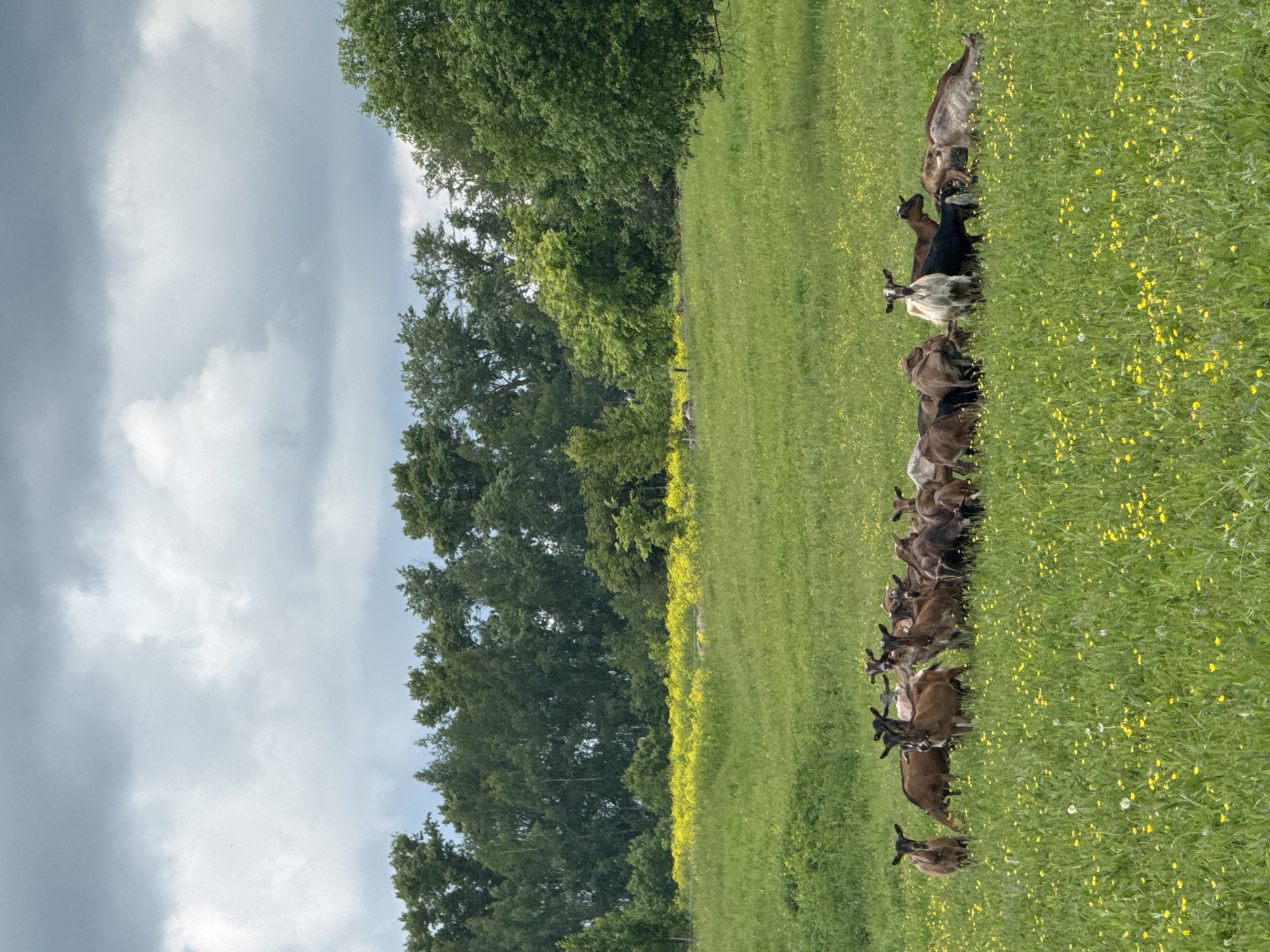 This image depicts a rural landscape, likely in Старое Шигалеево, Russia, featuring a herd of goats in a green pasture under a cloudy sky. The primary subjects are numerous domestic goats, varying in color from light brown and tan to darker shades of black and gray, with some showing white markings. They are distributed across the field, appearing to be grazing or moving in a somewhat linear formation.
The scene is set in a vibrant green field, richly dotted with countless small yellow wildflowers. A dense line of tall, leafy green trees forms the background, suggesting a forest or treeline bordering the pasture. The sky above is largely overcast with soft, grey clouds, indicating a cloudy but bright daytime. The overall atmosphere is peaceful and pastoral. There is no visible text in the image.