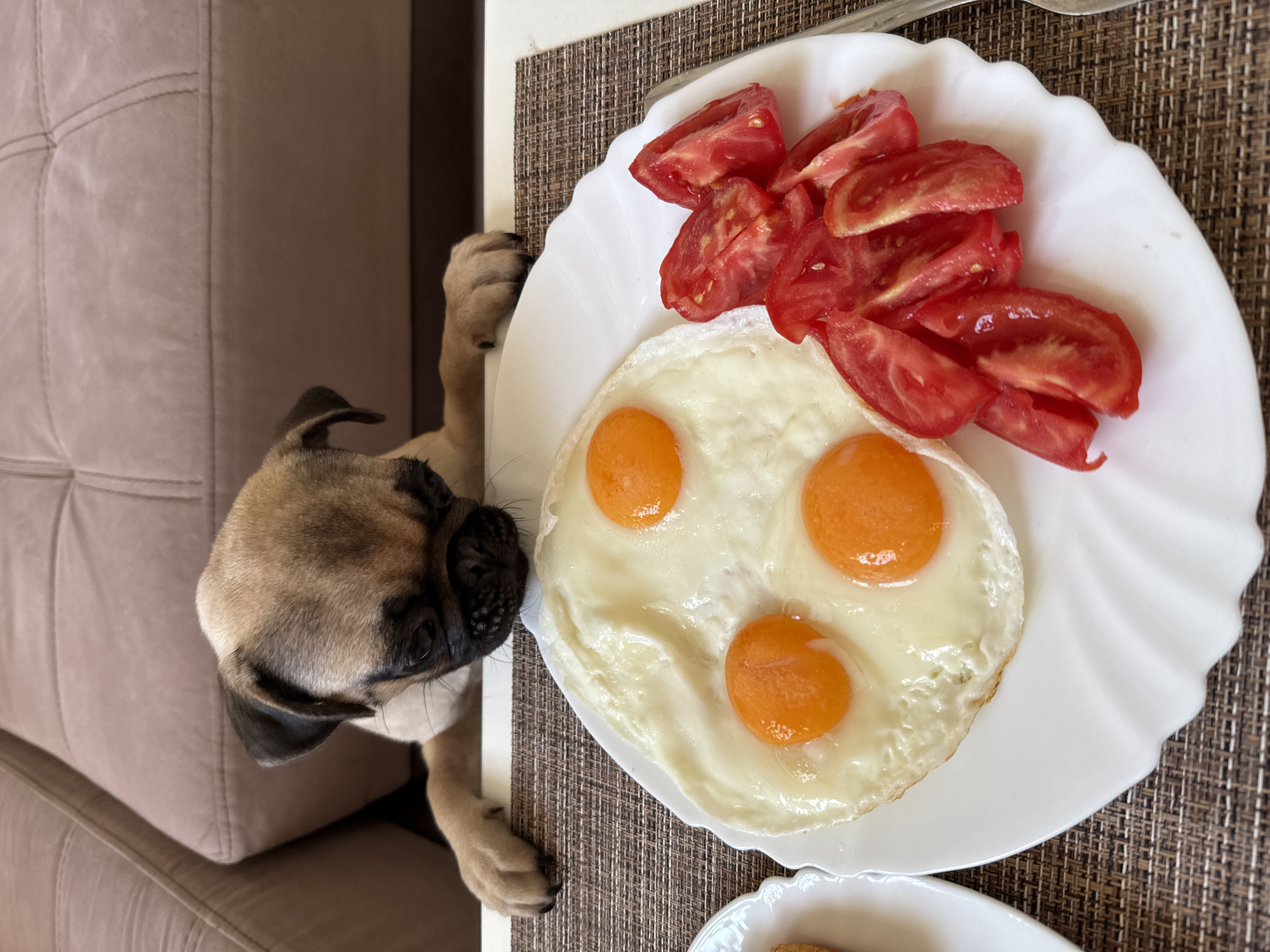 A pug puppy is peeking over the edge of a table at a plate of food. The plate holds three fried eggs with visible yolks and several slices of chopped tomato. The puppy is resting its front paws on the edge of the table, looking intently at the food. The scene appears to be indoors, with a textured placemat beneath the plate and a hint of a sofa in the background. The lighting suggests it could be daytime. The puppy's expression conveys curiosity and perhaps a touch of longing for the food.