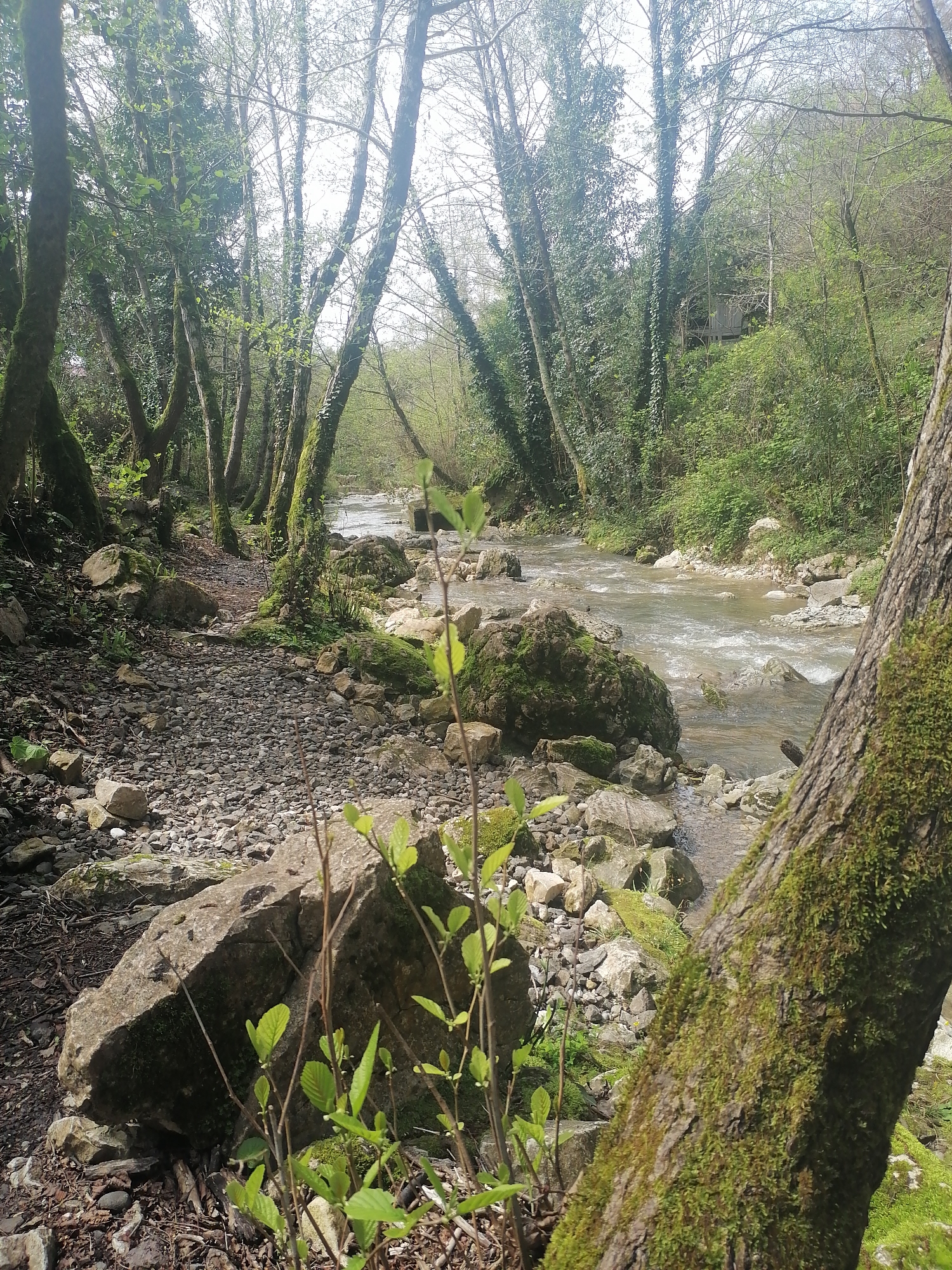 The image depicts a river scene in New Athos, Abkhazia. A river flows through a rocky bed, with trees lining both banks. Moss covers the rocks and tree trunks. The left bank features a path of small stones and gravel. A young tree with fresh green leaves is in the foreground. A building structure is visible on the far bank, nestled within the foliage. The image appears to have been taken during the day, with sunlight filtering through the trees.