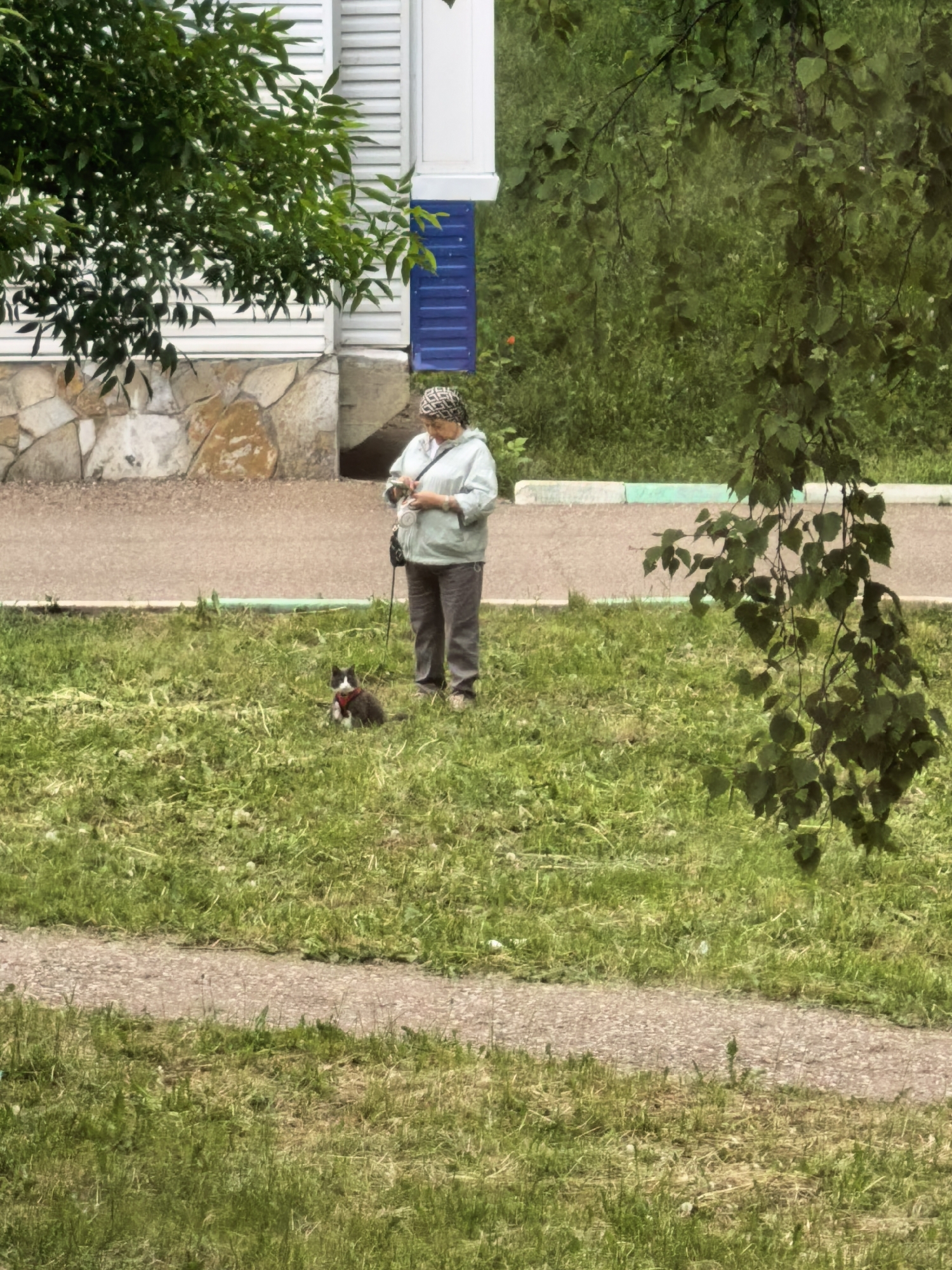 An eye-level outdoor shot shows an older woman and a cat on a grassy area adjacent to a building and a path in Sterlitamak, Russia. The woman, wearing a light-colored jacket, dark pants, and a headscarf, is standing and looking down at something in her hands. A small, black and white cat wearing a red harness sits on the grass near her. The cat is looking towards the camera. A building with white siding and a stone foundation is partially visible to the left of the woman, along with a tree. Another tree is to the right, partially obscuring the background. The grass is freshly cut. A narrow path made of gravel runs in the foreground.