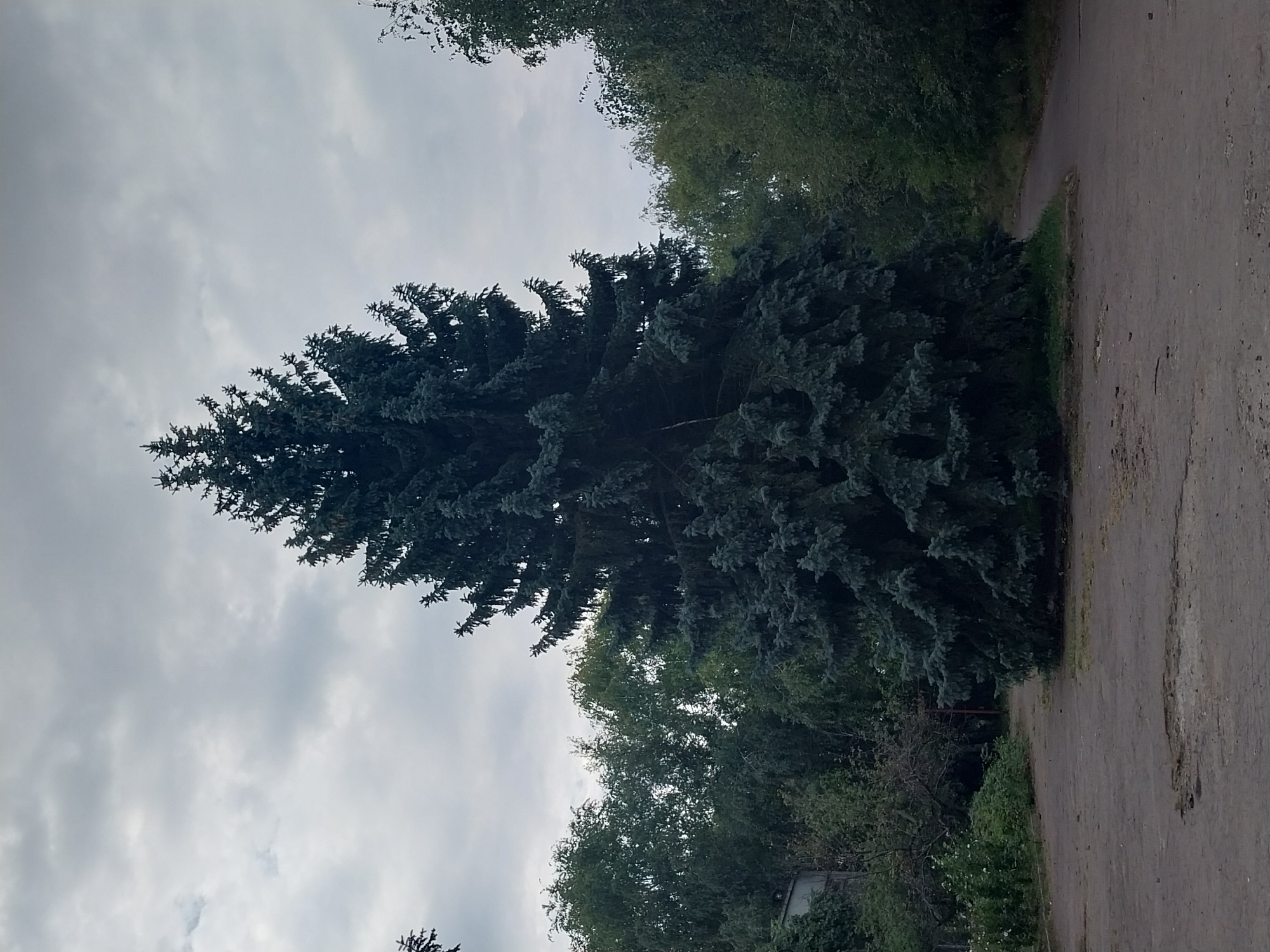 In Doslidne, Ukraine, under a cloudy sky, a large, dark green evergreen tree dominates the center of the frame. The tree is flanked by other trees and foliage, creating a naturalistic backdrop. The ground in front of the tree is a paved area with visible cracks and patches of dirt. A pathway curves to the right, disappearing into the trees. The scene appears to be an outdoor public space, possibly a park or a quiet residential area, with no people present.