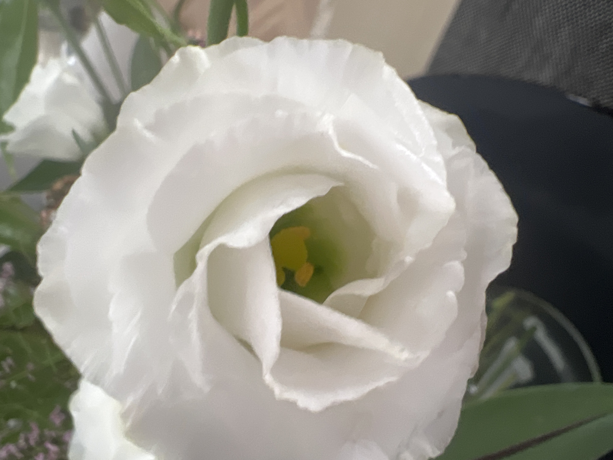 The image shows a close-up of a white flower with delicate, ruffled petals. The center of the flower is a vibrant yellow-green. The background is blurred, with hints of green leaves and perhaps other flowers. The flower appears to be part of a bouquet. The location is not discernible from the image itself, but the request specifies it is in Hof HaCarmel Regional Council, Israel. There are no people, actions, or interactions depicted. The scene is a still life of a flower.