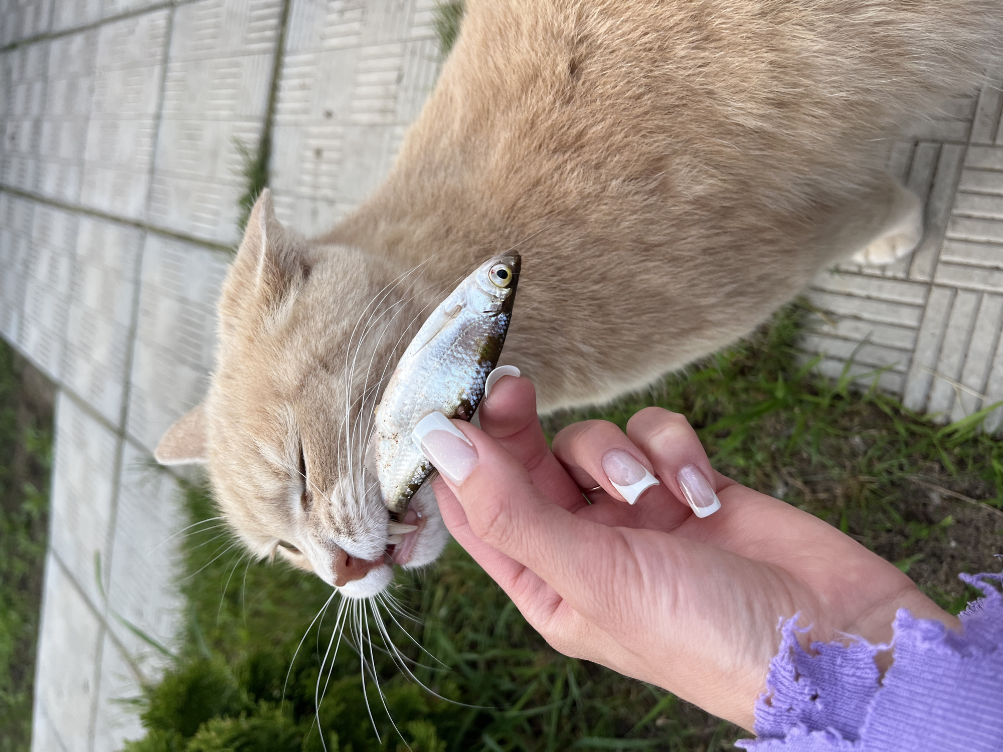 This image, captured in Novocheremshansk, Russia, depicts a domestic cat interacting with a human hand holding a small fish in an outdoor setting.
The primary subject is a cream-colored or light ginger cat, shown in profile from the mid-chest up. Its head is turned towards the left, with eyes partially closed in a squint. Its mouth is open, revealing visible fangs and gums as it bites into the mid-section of a small, silver-scaled fish. Prominent white whiskers extend from its muzzle.
A fair-skinned human left hand, appearing from the lower left, holds the fish horizontally between the thumb and forefinger, presenting it to the cat. The hand exhibits French-manicured fingernails with white tips; the ring and middle fingernails also feature a small clear or light pink heart-shaped design on the nail bed. A purple, distressed or ripped fabric sleeve is visible on the wrist of the human hand.
The small fish is silver with subtle dark markings on its back and sides, and its left eye is visible near the human's fingertips.
The background consists of light-colored, patterned tiled pavement on the right side and in the lower right corner, suggesting an outdoor walkway or patio. Green grass and a dark green, dense shrub are visible in the left portion of the background. The scene is illuminated by natural daylight.