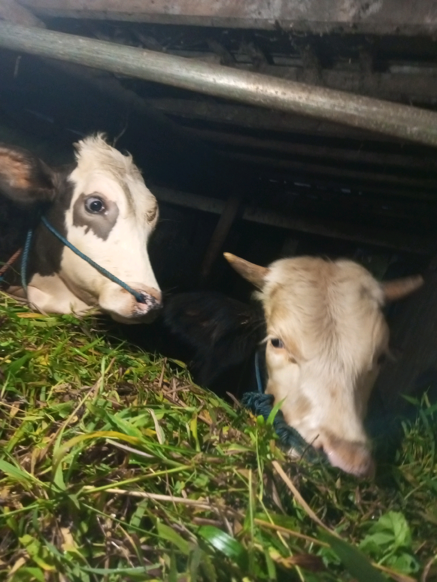 Two young cows are lying down in a patch of grass, seemingly within a structure that provides shelter. The cow on the left is facing the camera, with its head turned slightly to the side. It has a white face with dark brown markings around its eyes and ears. A blue rope is tied around its nose. The cow on the right is facing away from the camera, with its head down, partially obscured by the grass. It has a lighter colored head, possibly tan or cream, with small horns. The background is dark and appears to be the interior of a barn or shed, with wooden beams and possibly metal pipes visible overhead. The grass in the foreground is green and appears fresh. The image was taken in Andongsili, Indonesia.