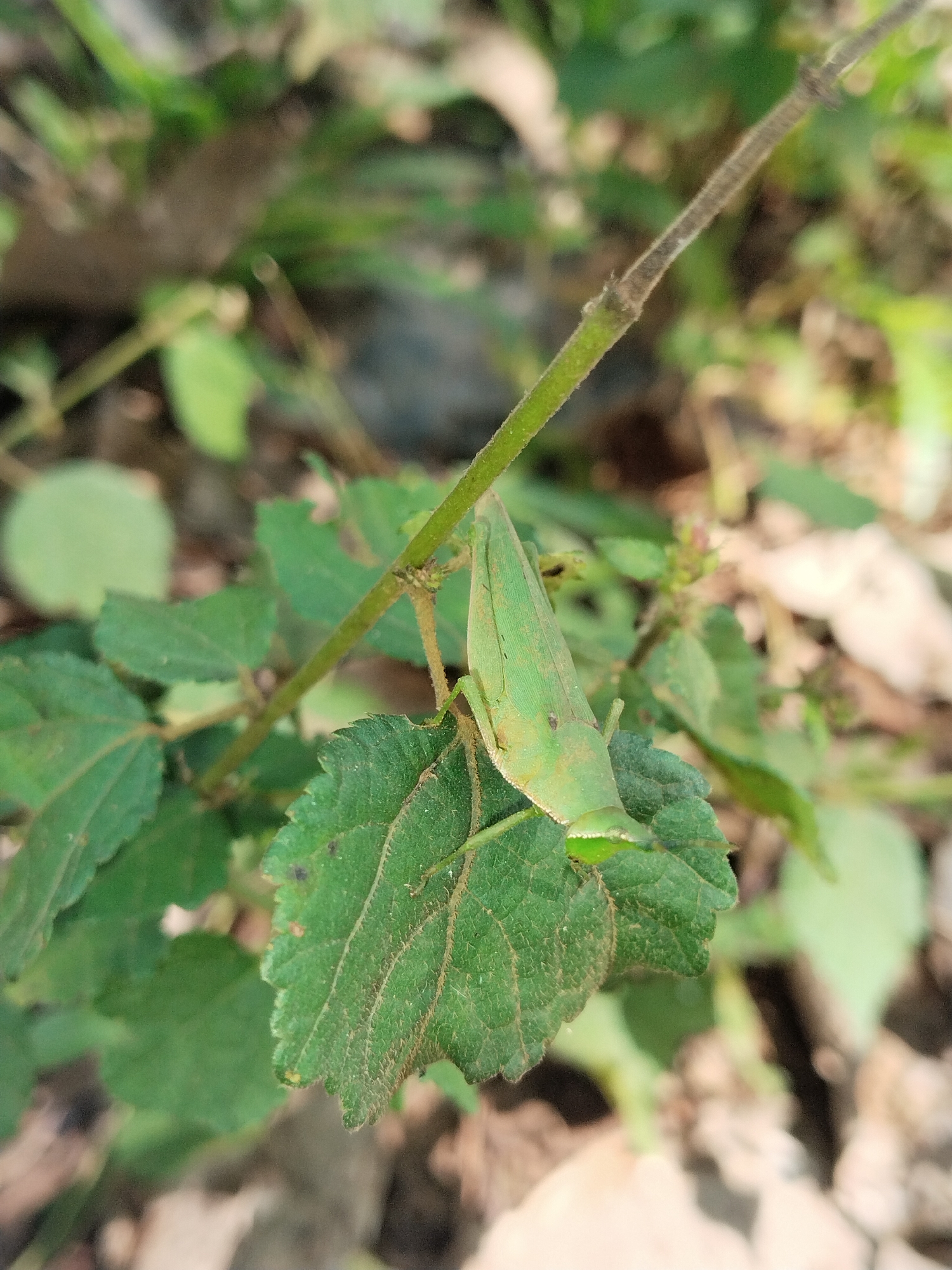 In an outdoor, natural setting, a green grasshopper is perched on a green leaf. The grasshopper is positioned vertically on the leaf, with its body angled slightly to the right. The leaf itself is broad and serrated along the edges, showing a textured surface with visible veins. The grasshopper's exoskeleton is a vibrant green, and its long hind legs are tucked beneath it. The background consists of out-of-focus foliage and dry leaves, suggesting a forest floor or a garden environment. The lighting indicates a natural daylight scene.