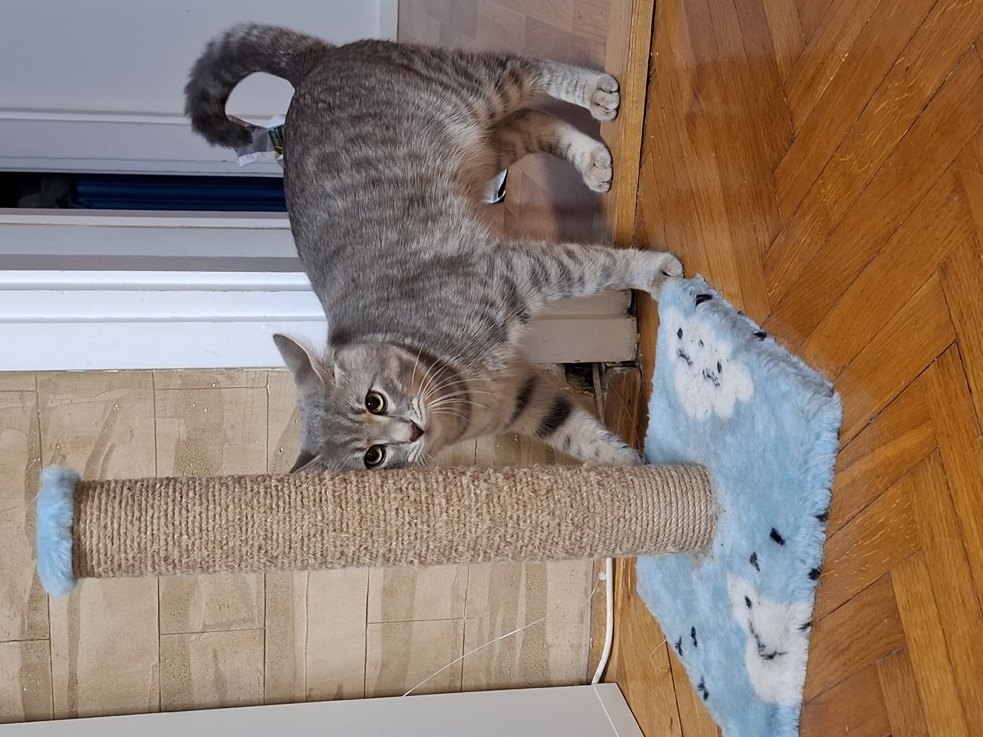 A grey tabby cat with prominent black stripes and large, bright yellow-green eyes is captured indoors, stretching playfully. The cat is lying on a polished wooden parquet floor, which displays a warm, reddish-brown hue and a classic herringbone pattern. Its body is elongated and arched, with its front paws reaching towards a soft, light blue mat patterned with white cloud shapes and black spots. The cat's head is near a vertical scratching post, which is wrapped in natural-colored sisal rope and features a light blue fluffy accent. The cat is looking directly at the viewer with an alert and curious expression. Behind the cat's curled tail, a white wall or trim is visible, with a narrow opening revealing a dark blue object, possibly part of a window or door frame. The scene conveys a relaxed and playful atmosphere within a domestic setting in Novi Sad, Serbia. No text is visible in the image.