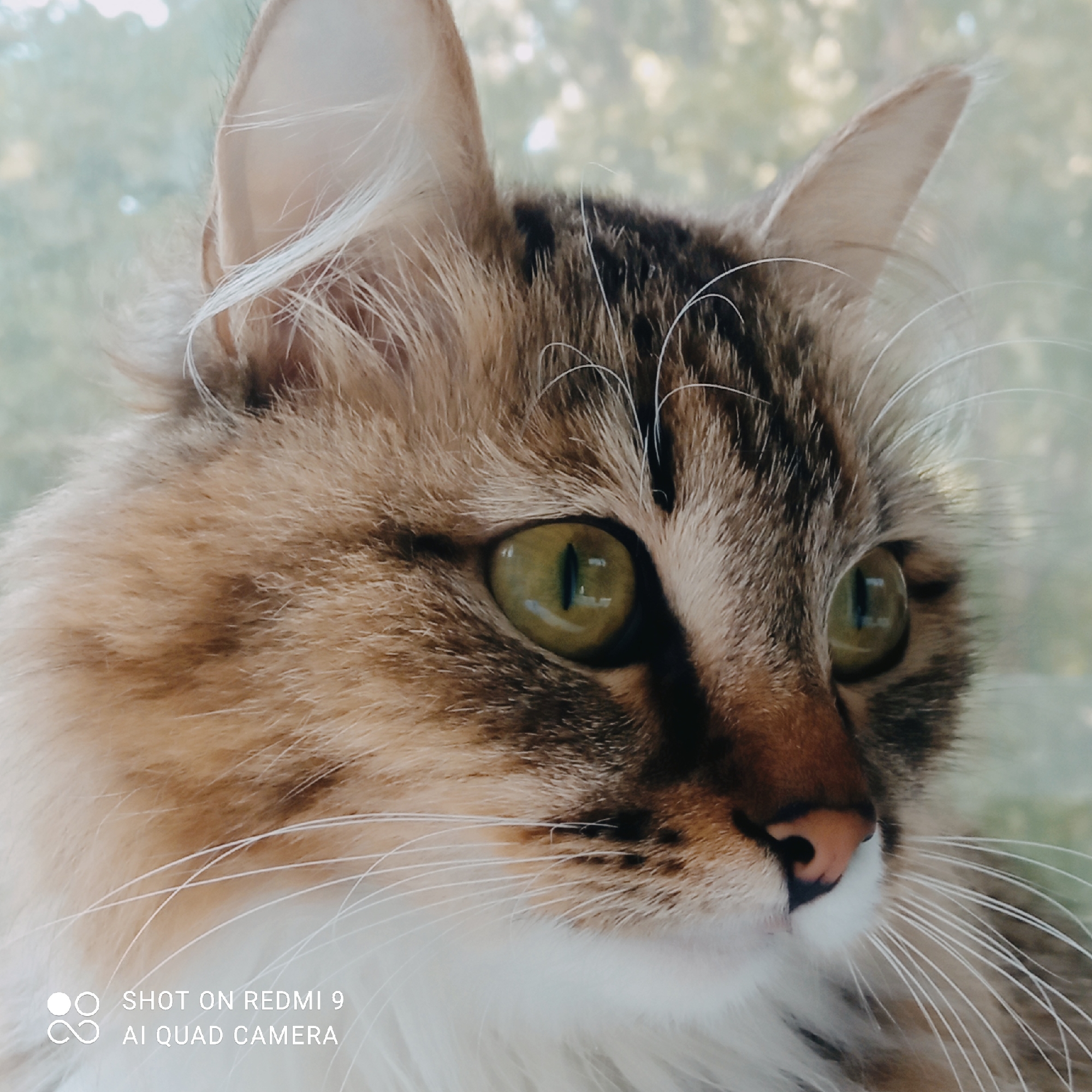 A close-up, eye-level, full-frame, portrait shot captures the head and upper chest of a long-haired tabby cat looking to the right. The cat has green eyes with vertical pupils, a pink nose, and prominent white whiskers. Its fur is a mix of brown, black, and white. The background is softly blurred, suggesting an outdoor environment with out-of-focus green foliage and light. A watermark in the bottom left corner reads "SHOT ON REDMI 9 AI QUAD CAMERA". The image is not identifiable as being located in Chaikovsky, Russia.