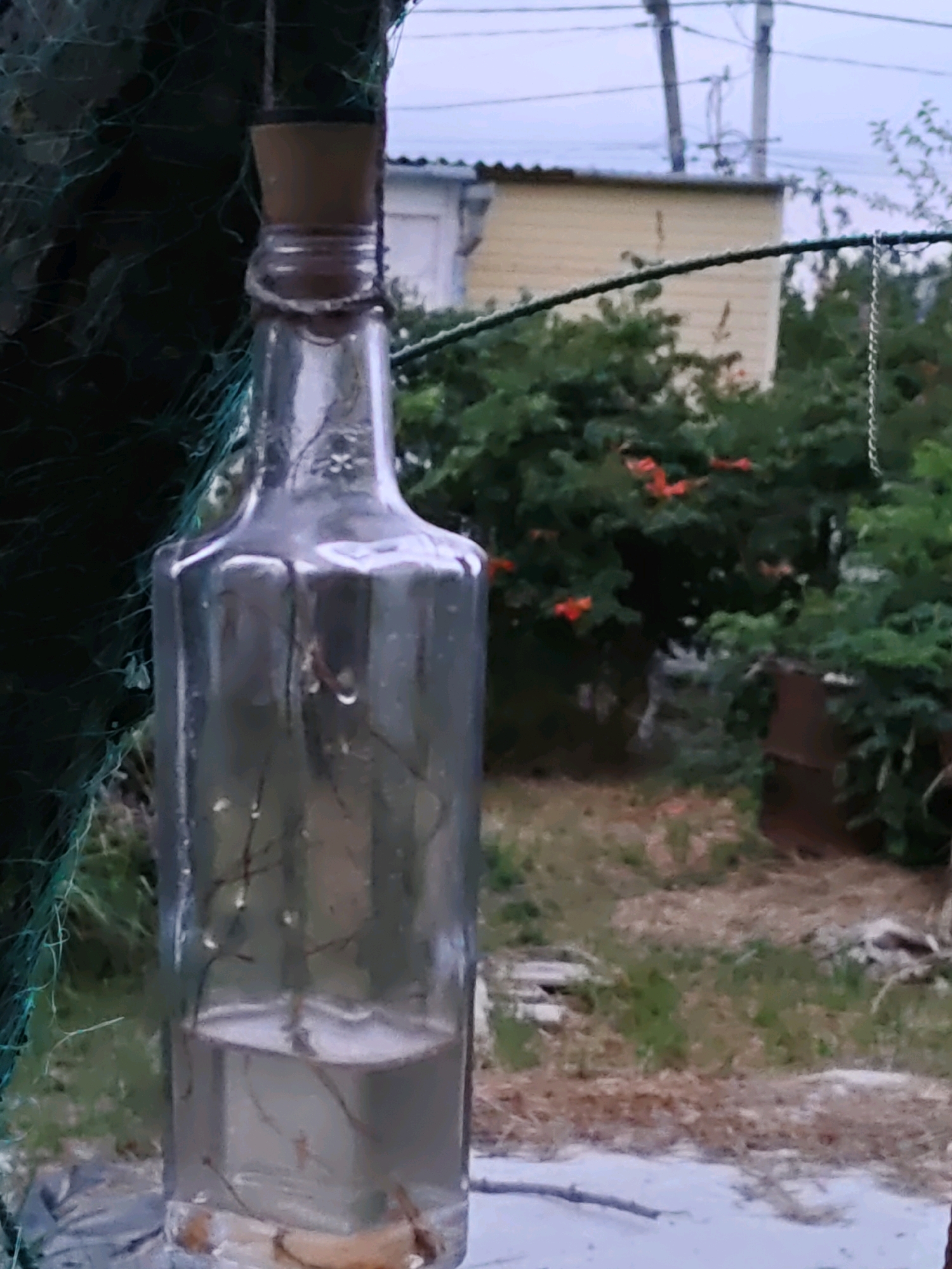 The image shows a glass bottle suspended by a string. The bottle contains a clear liquid and some plant matter. A cork stopper is inserted in the neck of the bottle, and it appears to be secured with a string wrapped around the neck. The bottle is partially obscured by a green mesh net. In the background, there are trees with orange flowers, a building, and utility poles with wires. The scene appears to be outdoors, in a somewhat overgrown area. The image is out of focus and has a hazy quality, suggesting it may have been taken with a low-quality camera or under poor lighting conditions. The location is identified as Olginskaya, Russia, though there is no specific visual information in the image to confirm this. There are no people or animals visible in the image.