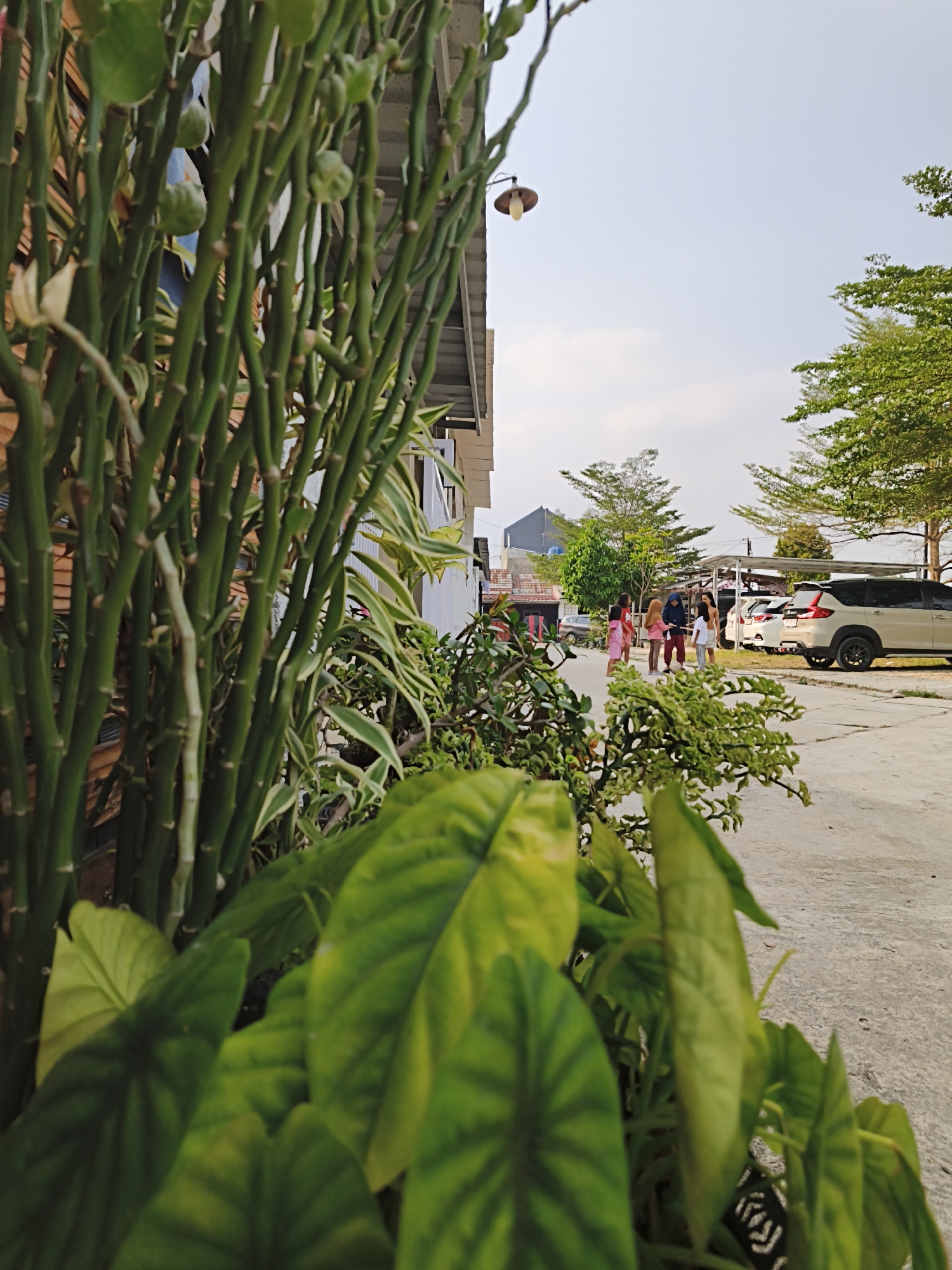 The image depicts an outdoor scene in Bandar Lampung, Indonesia. In the foreground, a dense arrangement of green bamboo-like plants and large, broad green leaves occupies the left and bottom portions of the frame. Beyond the plants, a concrete path or road stretches into the background. To the left, the side of a building with a light-colored wall and a section of a roof is visible. A light fixture is attached to the side of the building.
Further down the path, a group of five young people, appearing to be children and possibly teenagers, are gathered. They are dressed in casual clothing, including a pink dress, a hijab and a pink top, and other shirts and pants. Their postures suggest they are interacting or standing together. Several cars are parked in the background, including a white SUV and a darker colored vehicle. Trees with green foliage are scattered throughout the scene, with some appearing to be ornamental or planted. The sky is overcast with a light gray hue. The overall impression is a residential or communal area in a tropical climate.