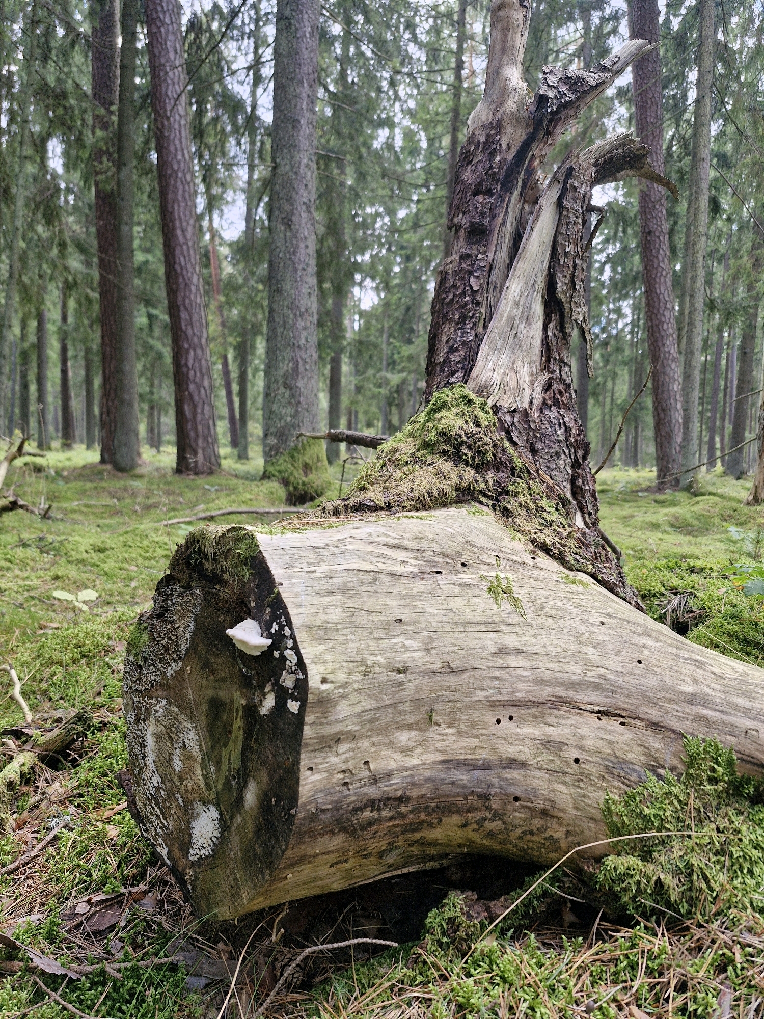 In the city of Šernai, Lithuania, a fallen, moss-covered log rests on the forest floor amidst a dense pine forest. The log is weathered and aged, with a section of its bark peeling away. Small white mushrooms sprout from the end of the log, and numerous small holes dot its surface, likely from insects. The surrounding ground is carpeted with a thick layer of green moss and fallen pine needles, creating a soft, natural texture. In the background, tall pine trees stand in a uniform pattern, their trunks covered in bark, and their branches reaching towards the overcast sky. The atmosphere is serene and natural, indicative of a well-preserved forest ecosystem.