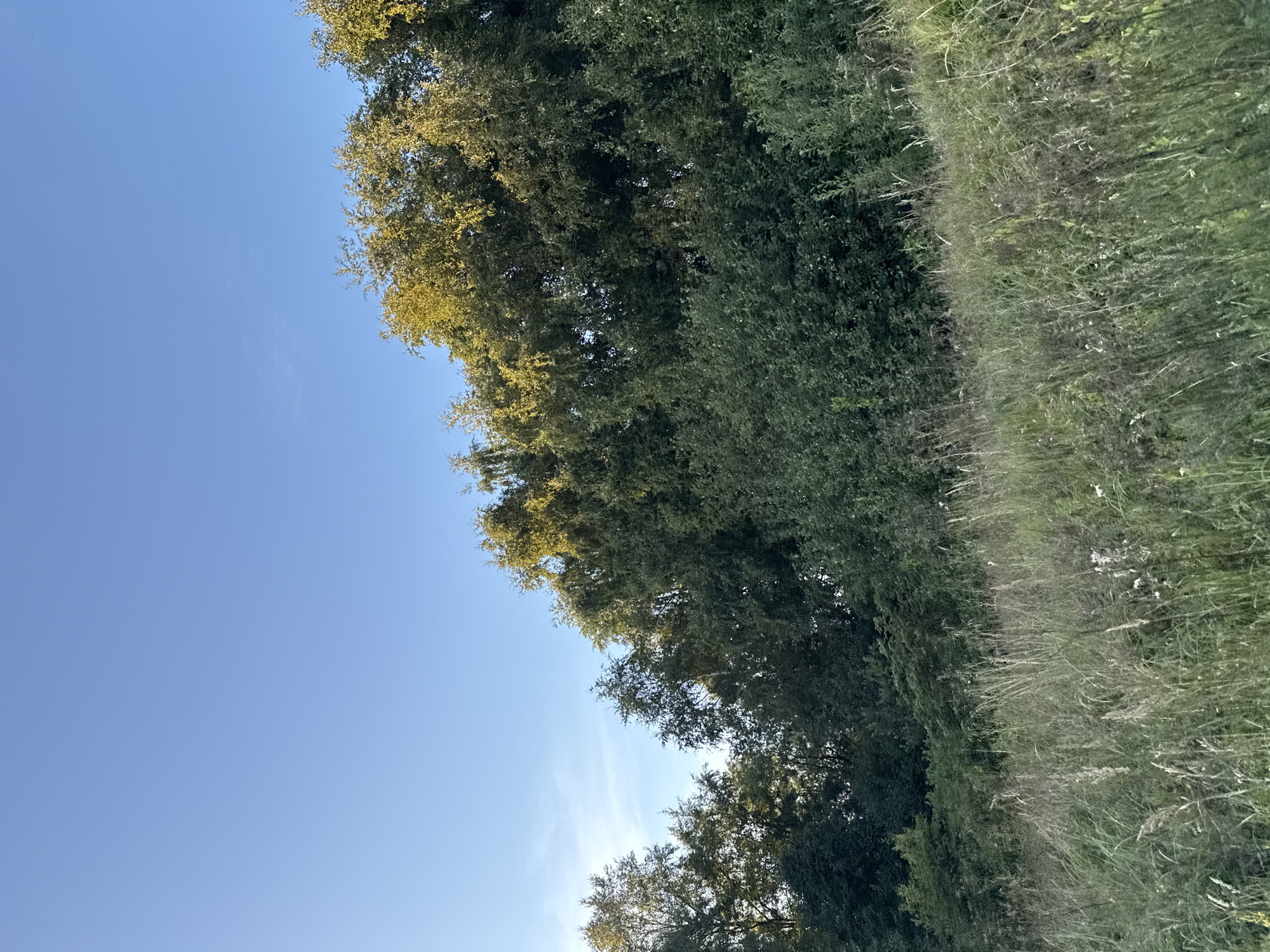 The image depicts a natural landscape with a clear blue sky overhead. A dense line of trees forms a verdant barrier across the mid-section of the frame, with some of the upper foliage catching the sunlight and appearing golden. In the foreground, a grassy slope is covered in tall, dry grasses and some smaller white wildflowers. The scene is likely situated in a park or a nature reserve within the city of Tallinn, Estonia, given the presence of urban greenery in such settings. No people or specific urban features are visible, suggesting a relatively untouched natural area.