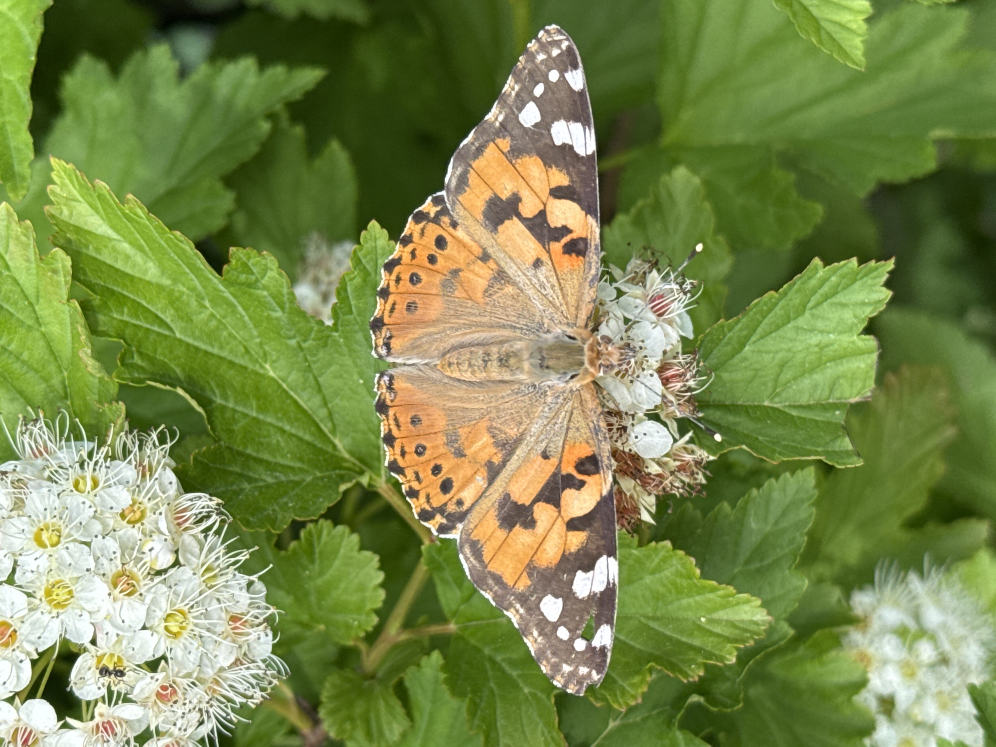 A vibrant orange, black, and white butterfly, likely a Painted Lady (Vanessa cardui), is the central subject, resting with its wings fully open on a cluster of white flowers. The butterfly's wings feature intricate patterns of black markings on an orange background, with distinct white spots along the outer edges of its forewings and black spots on its hindwings. Its body, visible between the open wings, is light brown and somewhat fuzzy.
The butterfly is perched on a plant characterized by dense clusters of small white blossoms. Each flower displays delicate white petals, prominent white stamens, and yellowish-red centers. Surrounding the butterfly and flowers are numerous green leaves, exhibiting serrated edges and visible vein patterns, some sharply in focus while others form a softly blurred background.
Notably, a small black ant is visible crawling on one of the white flower clusters to the left of the butterfly, adding another element of insect life to the scene. The image is captured in bright, natural light, suggesting it was taken during the daytime. No visible text is present in the image. The setting is an outdoor, natural environment in Chaikovsky, Russia.