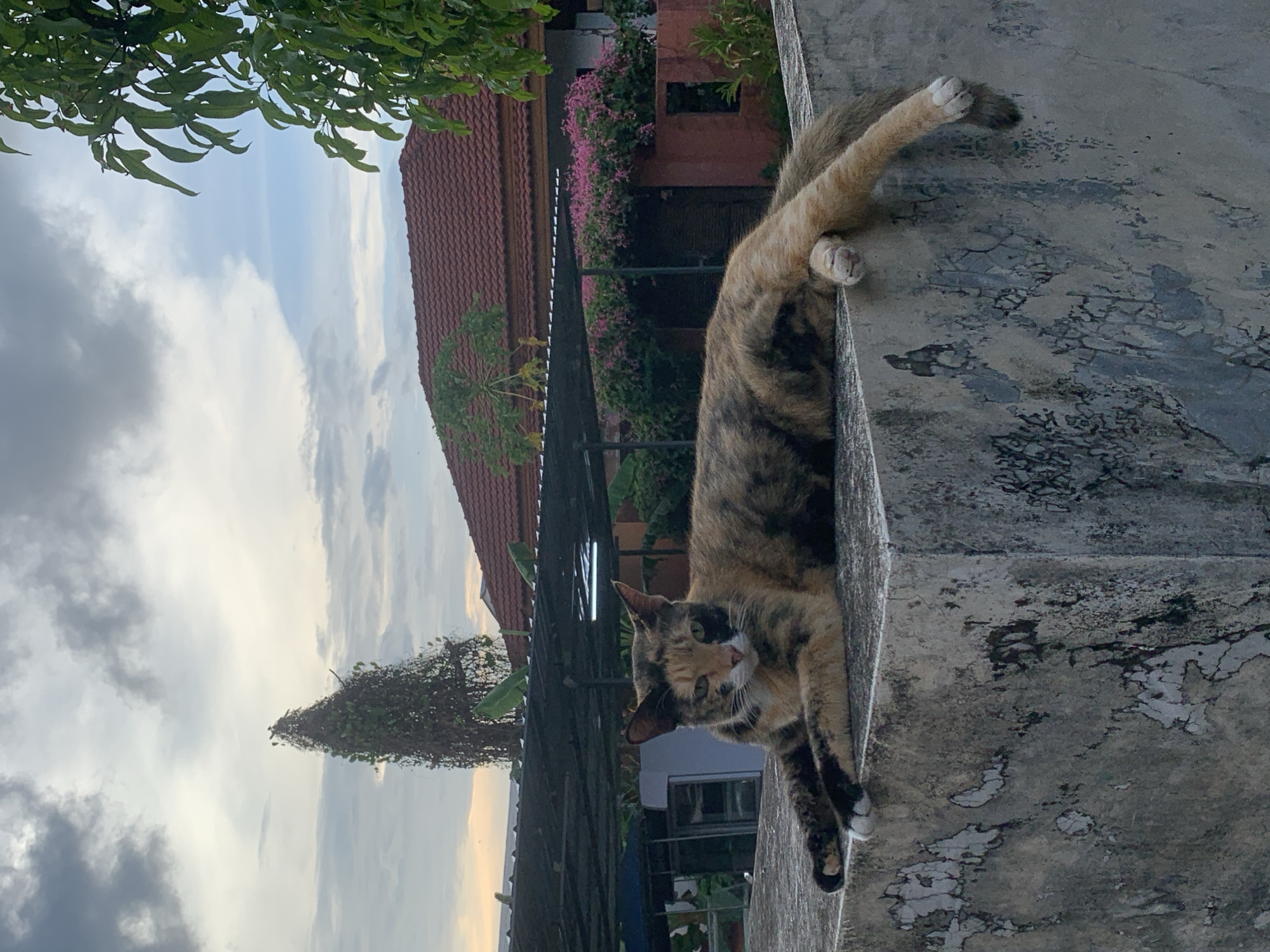 The image depicts a calico cat lying on top of a concrete wall in what appears to be an outdoor setting in บ้านบางรักษ์, Thailand. The cat is positioned parallel to the top edge of the wall with its head towards the left and its back legs stretched out towards the right. A house with a red tile roof and pink flowering vines is visible in the background. The sky is visible to the left and above, with scattered clouds suggesting either early morning or late afternoon lighting conditions. Green foliage is visible along the top edge of the frame, likely from nearby trees. The concrete wall appears aged, with visible cracks and weathering.
