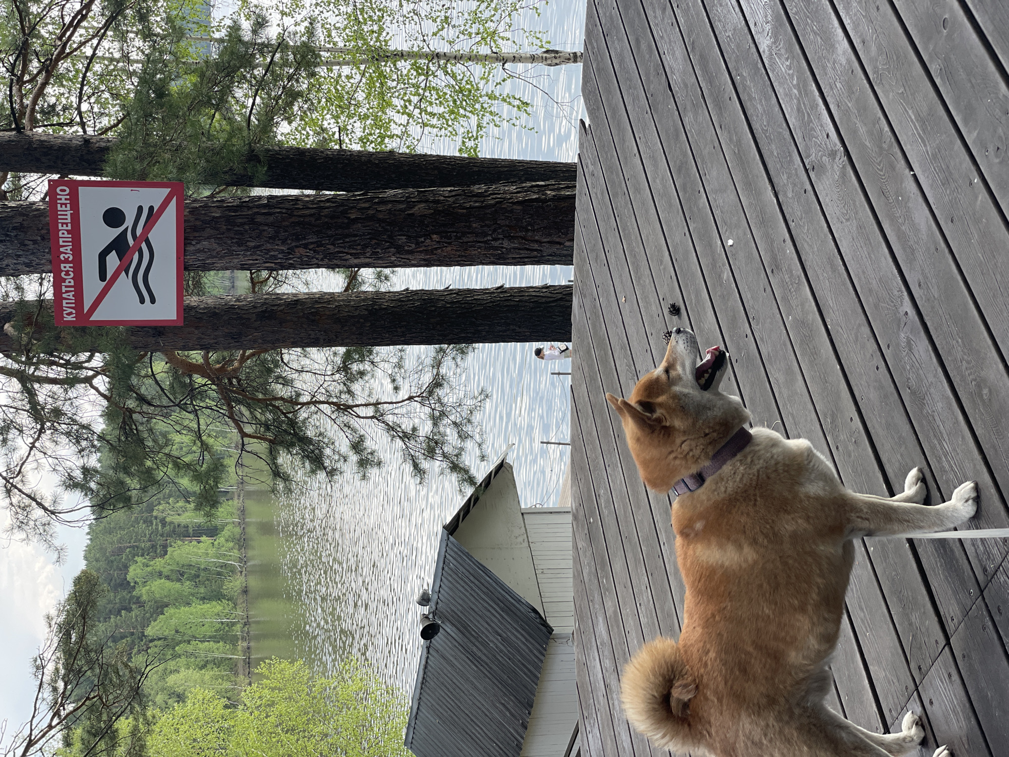 Scene: A dog stands on a wooden deck next to a body of water, likely a lake, in Zheleznogorsk, Russia.
Environment: The scene is outdoors, with trees lining the shoreline opposite the deck. The water shows ripples. A building with a dark roof is visible. A sign prohibiting swimming, written in Russian, is attached to trees.
Subjects: A Shiba Inu-like dog with a fluffy tail, light brown fur, and a collar stands on the deck, facing away from the camera.
Objects: A leash is attached to the dog's collar. The deck is made of gray wooden planks. A pine cone sits on the deck. The sign features a black silhouette of a person diving with wavy lines below and a red line through the figure.
Actions: The dog is standing still, possibly looking at something off-camera.
Interactions: None apparent.
