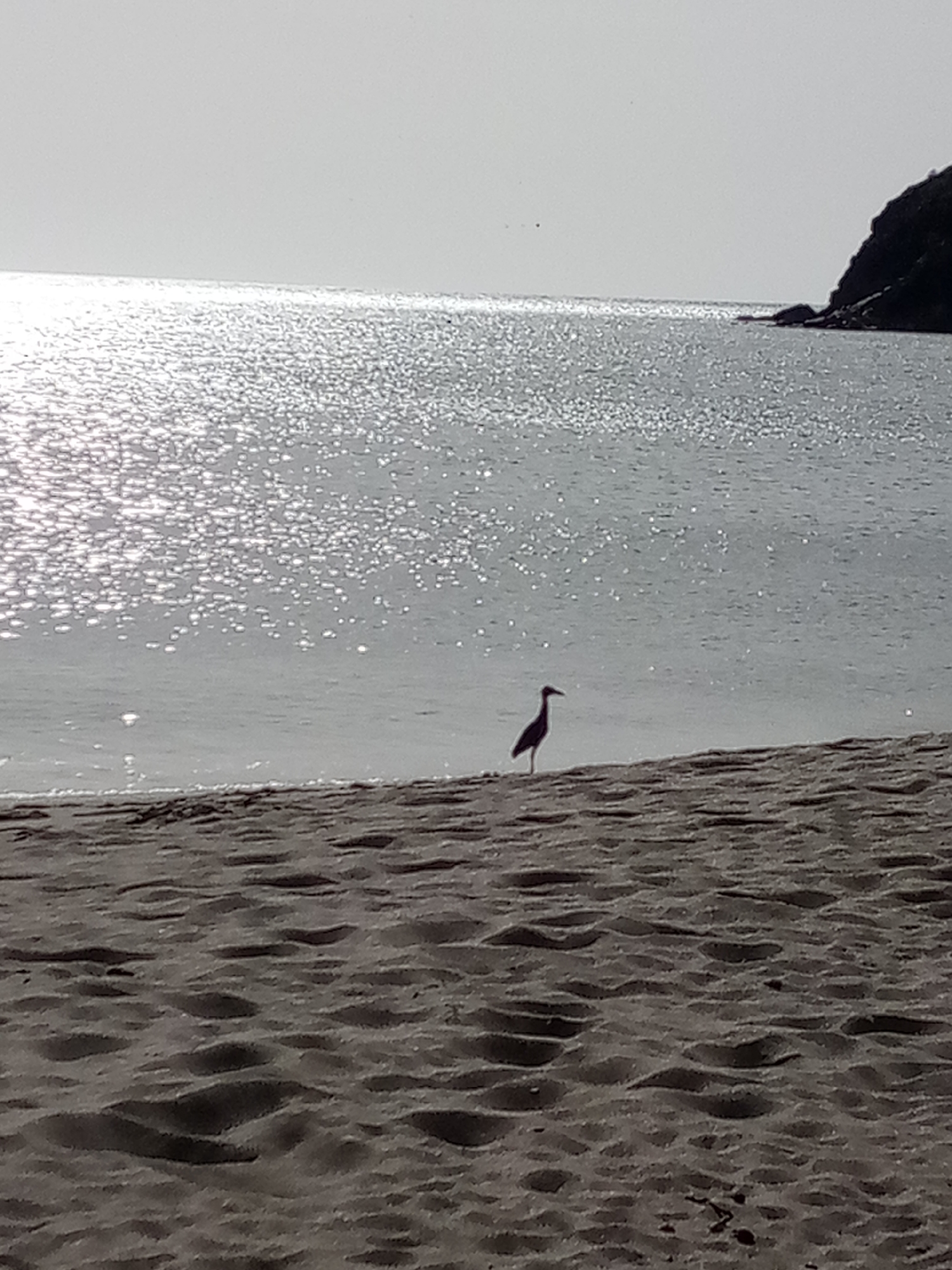 The image depicts a beach scene in Juan Griego, Venezuela. A single bird, possibly a heron, stands on the sandy shore, its dark silhouette contrasting with the light-colored sand. The ocean extends towards the horizon, its surface reflecting sunlight, creating a shimmering effect. To the right, a rocky headland juts out into the sea. The sky is overcast, creating a muted, diffused light across the scene.