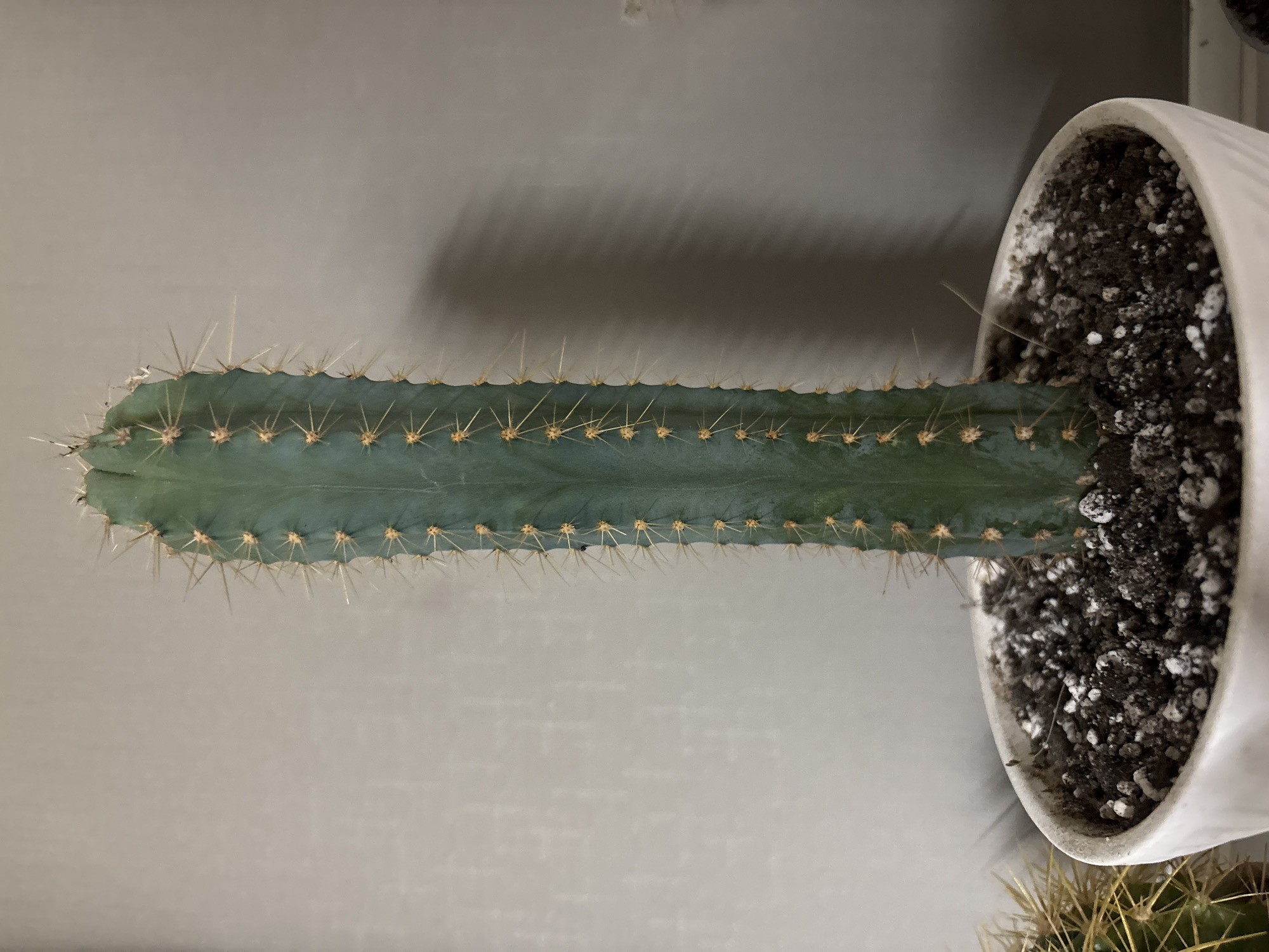 A tall, slender, blue-green cactus stands upright in a white ceramic pot filled with dark soil and white perlite. The cactus has prominent golden spines arranged in rows along its ribbed surface. The pot is placed on a surface against a plain, light gray wall. To the left of the main cactus, the spines of another, out-of-focus cactus are visible. The lighting is soft, casting a subtle shadow of the cactus on the wall. The scene appears to be indoors, likely in a home or office.