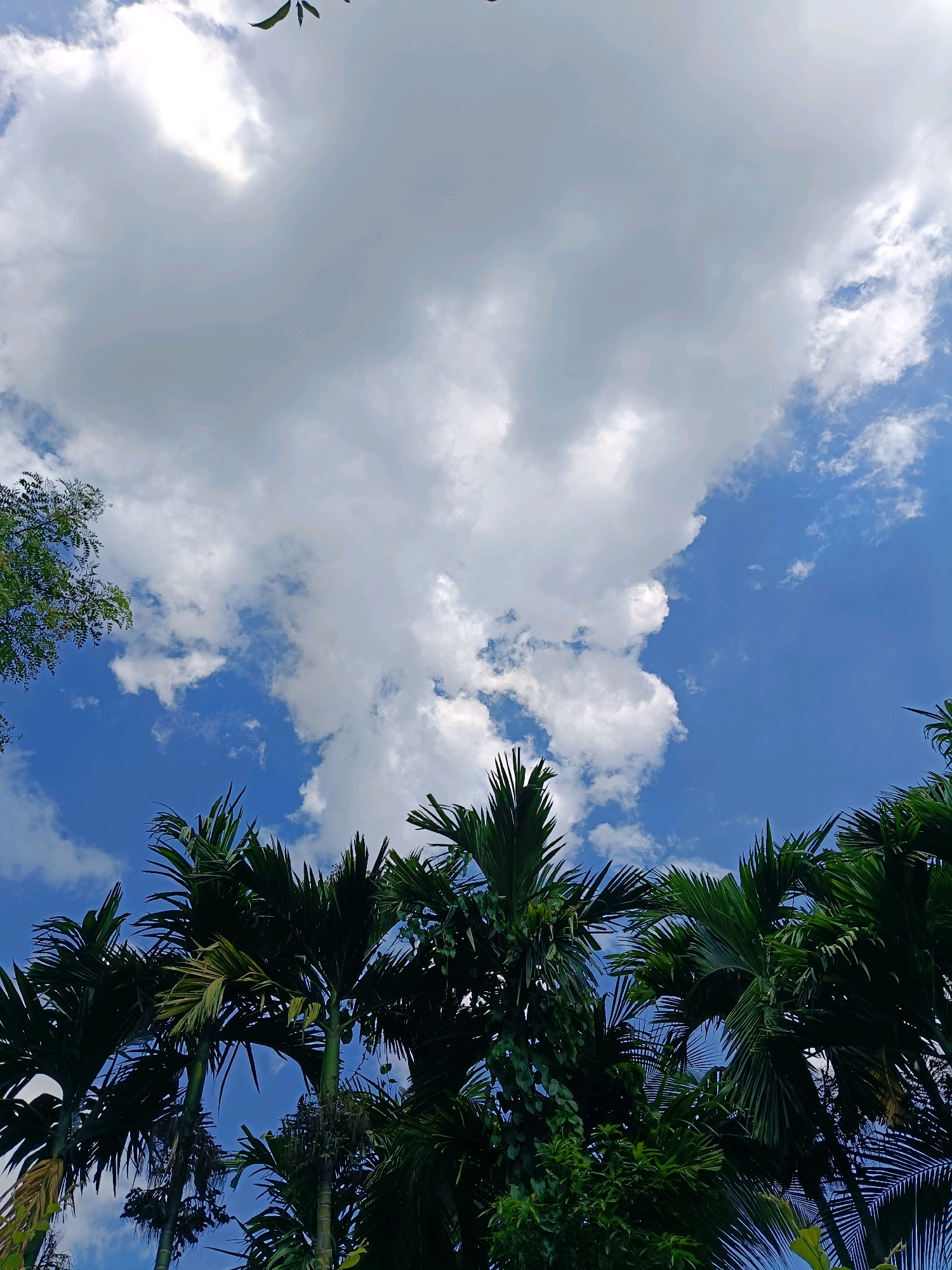 The image depicts a low-angle view of palm trees against a bright blue sky filled with scattered white clouds. The leaves of the palm trees are lush green and create a dense canopy, with some fronds extending towards the sky. The sky is a vibrant blue, indicating daylight. A large, billowy cloud dominates the upper portion of the frame, with sunlight subtly filtering through it. The scene appears to be outdoors, possibly in a tropical or subtropical region, given the presence of palm trees. The provided location information places the scene in Hatipara, India. There are no people or discernible actions captured in this image; it is a still, environmental shot focusing on the natural elements of the sky and vegetation.