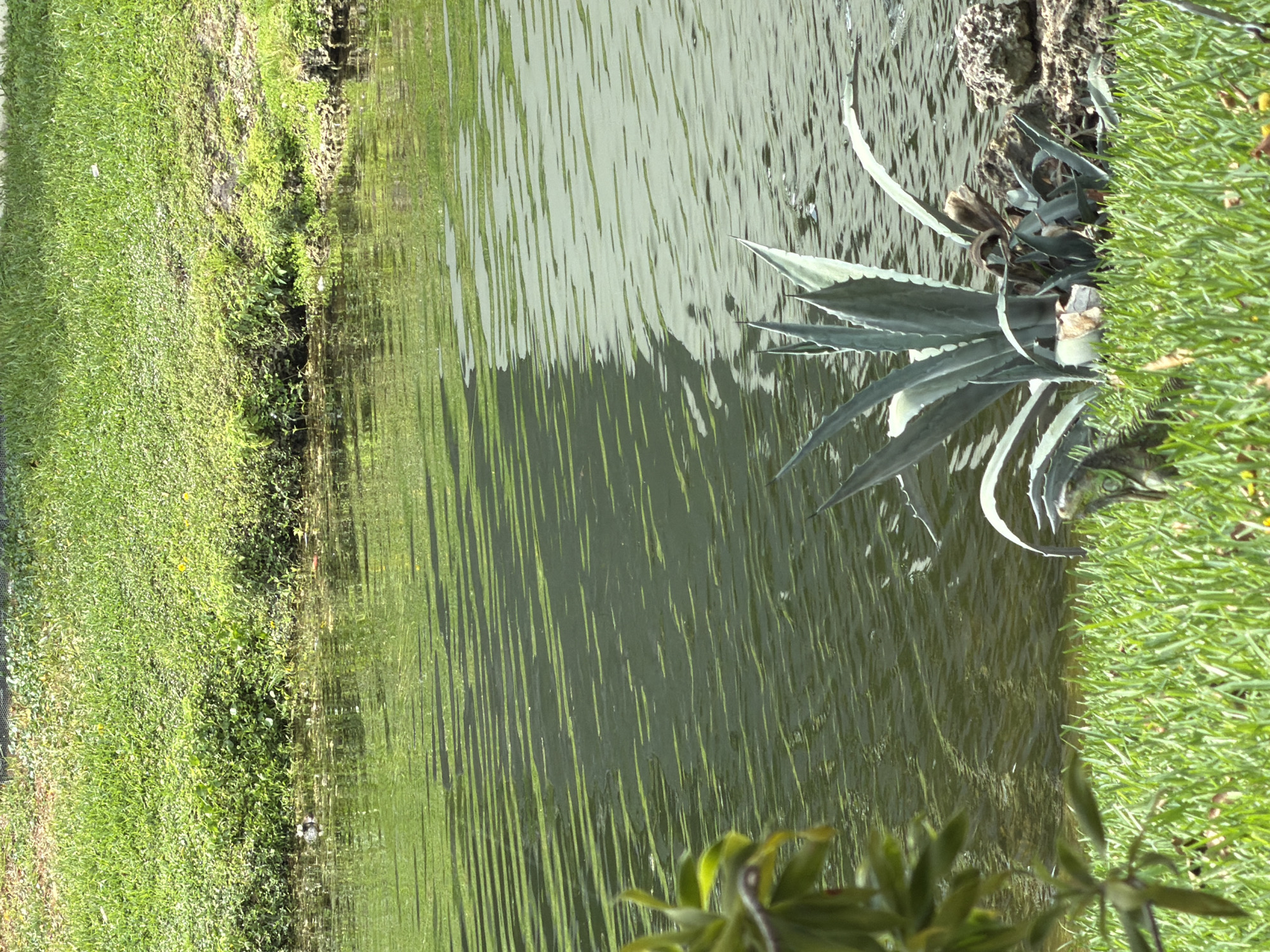 In Miami, Florida, USA, a body of water, likely a pond or canal, is bordered by a lush green embankment. The water's surface is disturbed by ripples, creating a pattern of light and shadow. On the bank, an agave plant with sharp, blue-green leaves stands prominently. To the left of the agave, a green iguana is partially visible amongst the grass, its body blending with the vegetation. The overall scene depicts a natural setting within an urban environment, with a focus on the interaction between wildlife and the surrounding flora and water.